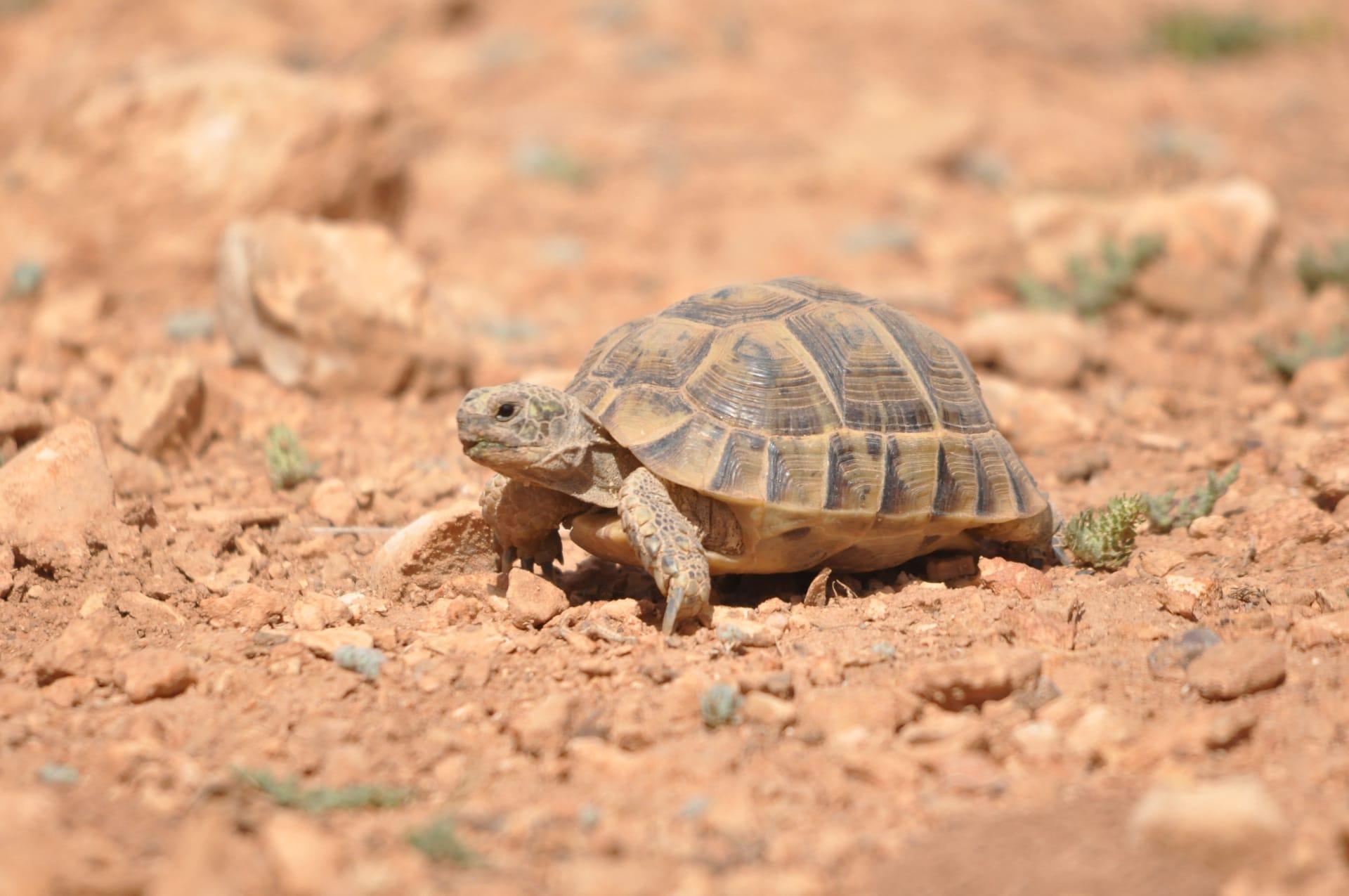 Desert tortoise pictures