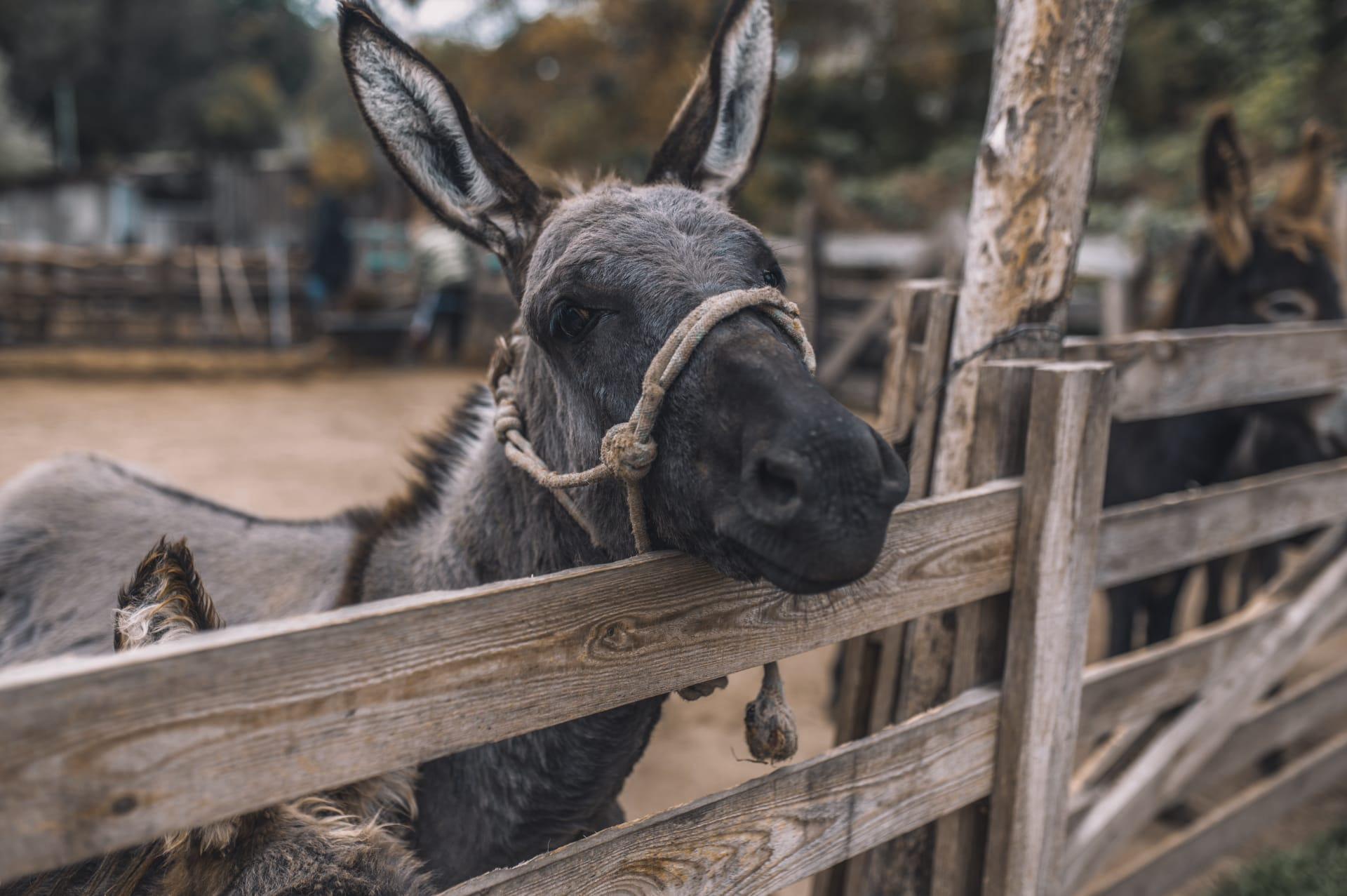 Donkey pictures