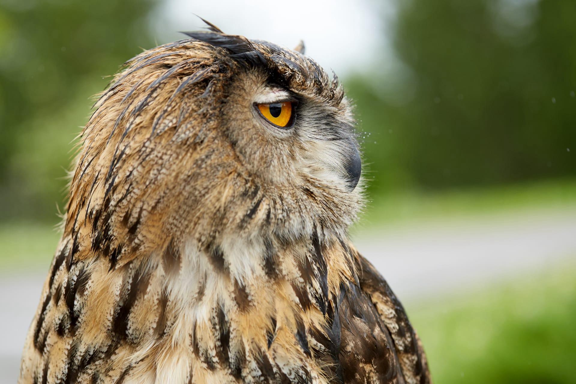 Eagle owl pictures