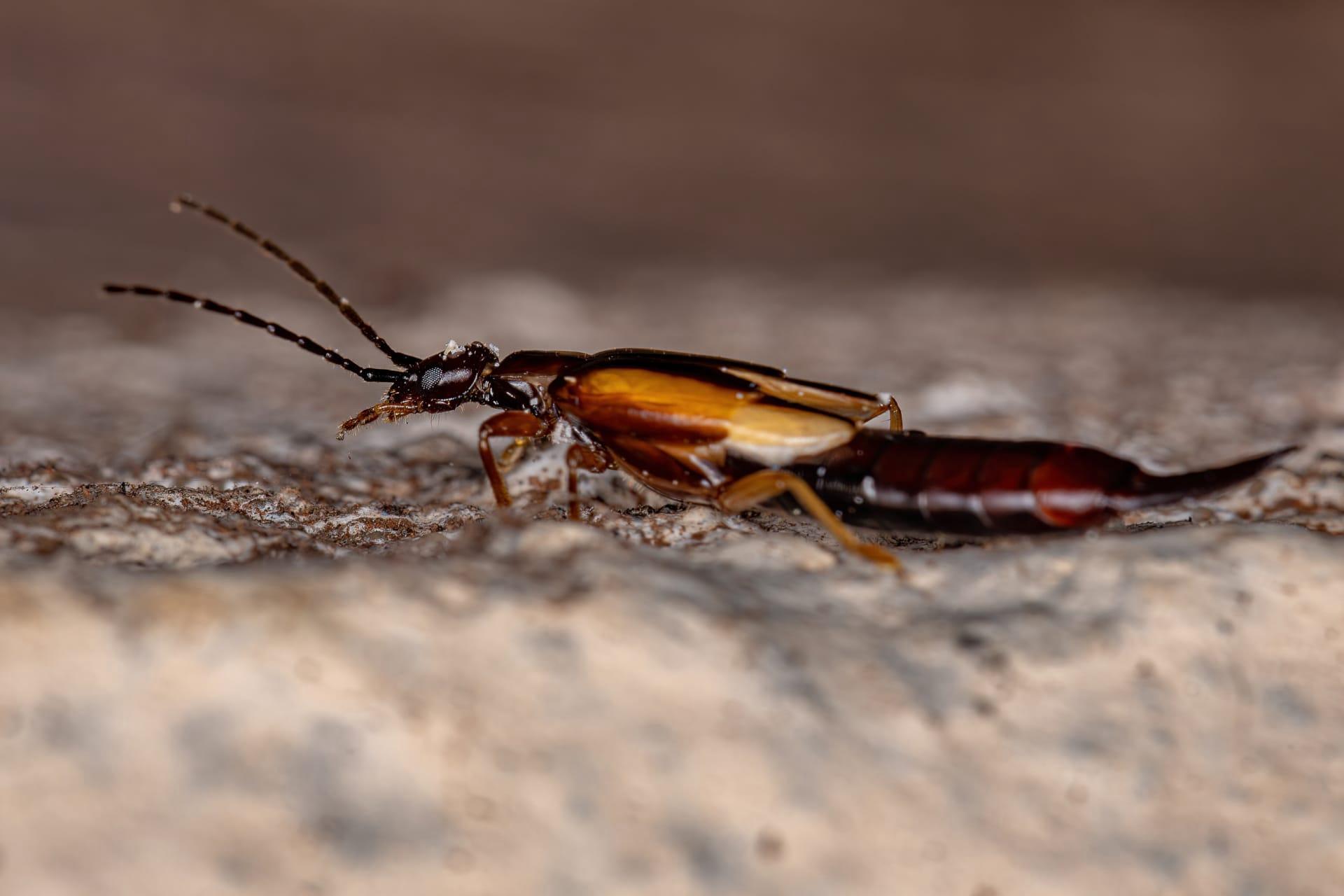 Earwigs pictures