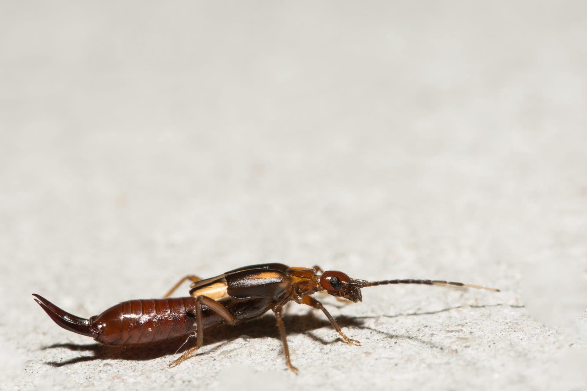 Earwigs pictures