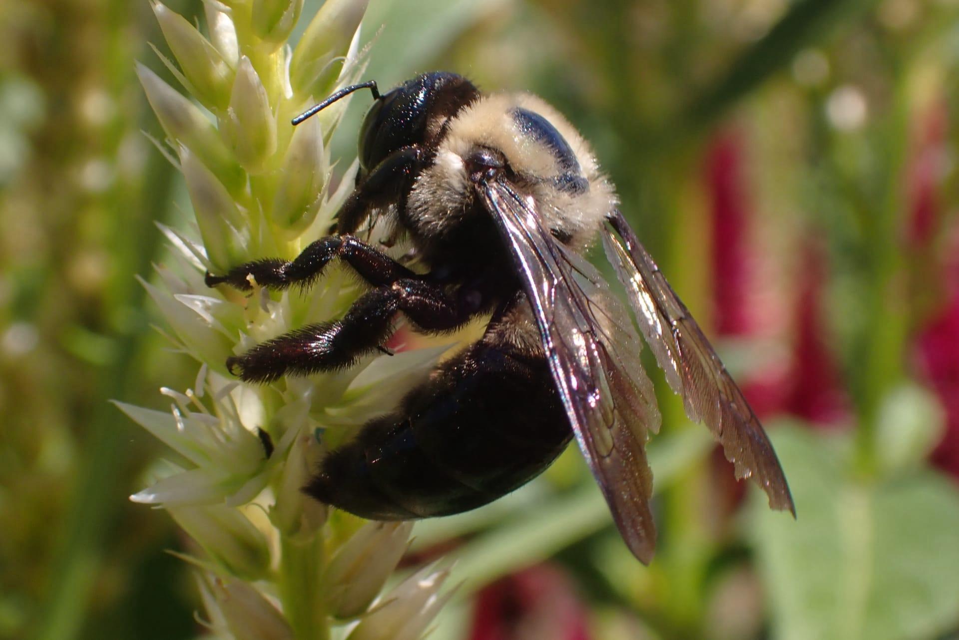 Eastern carpenter bee pictures