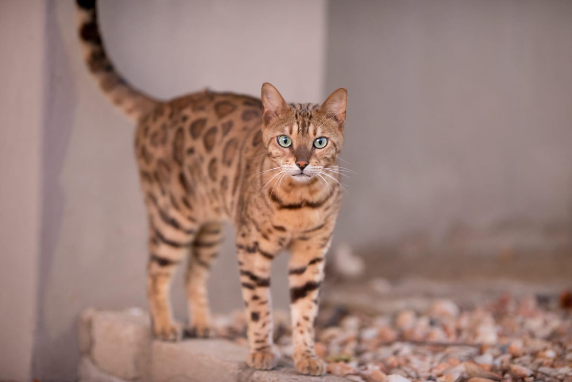 Egyptian mau cat pictures