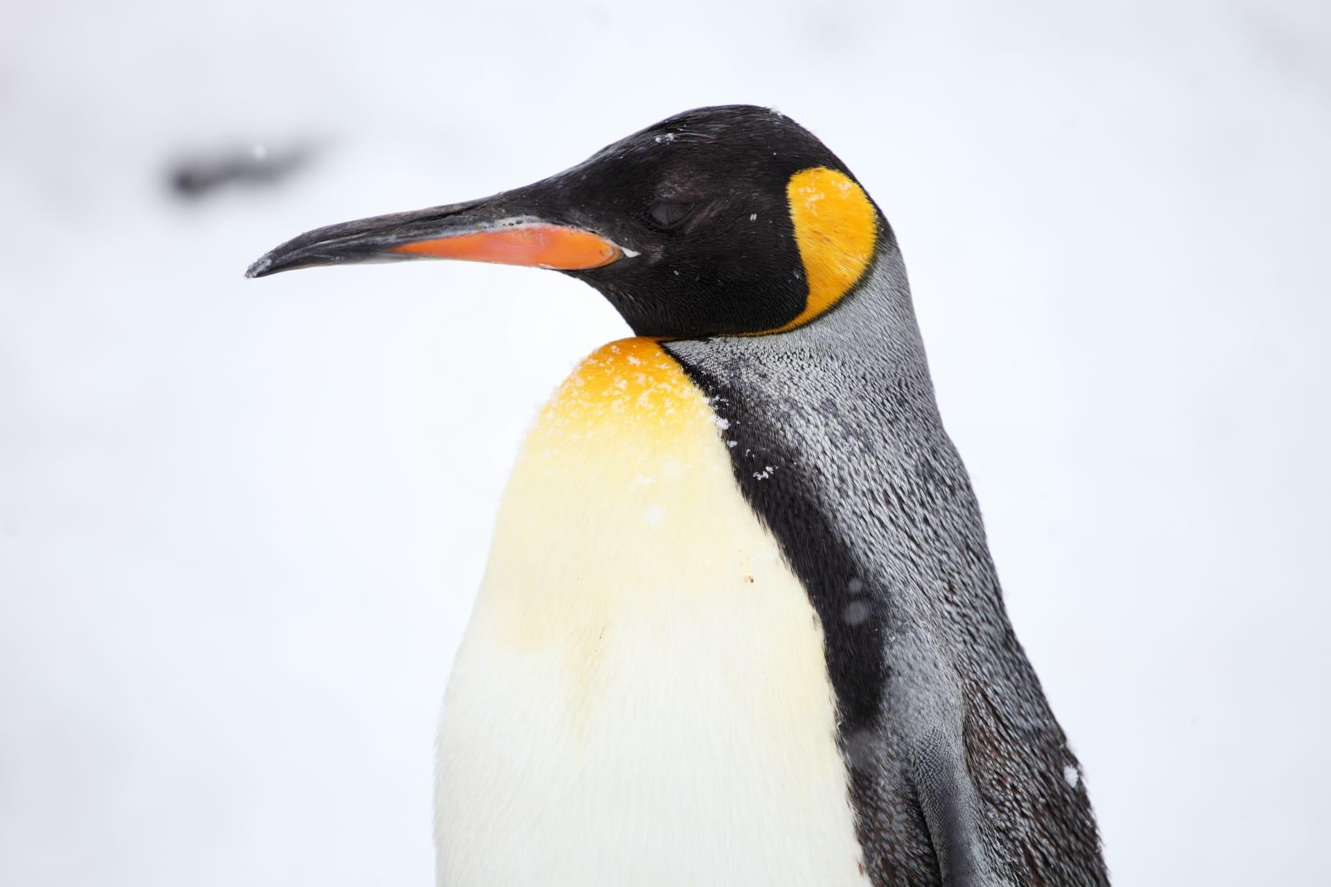 Emperor penguin pictures