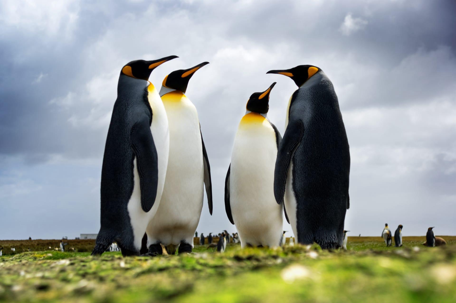 Emperor penguin pictures