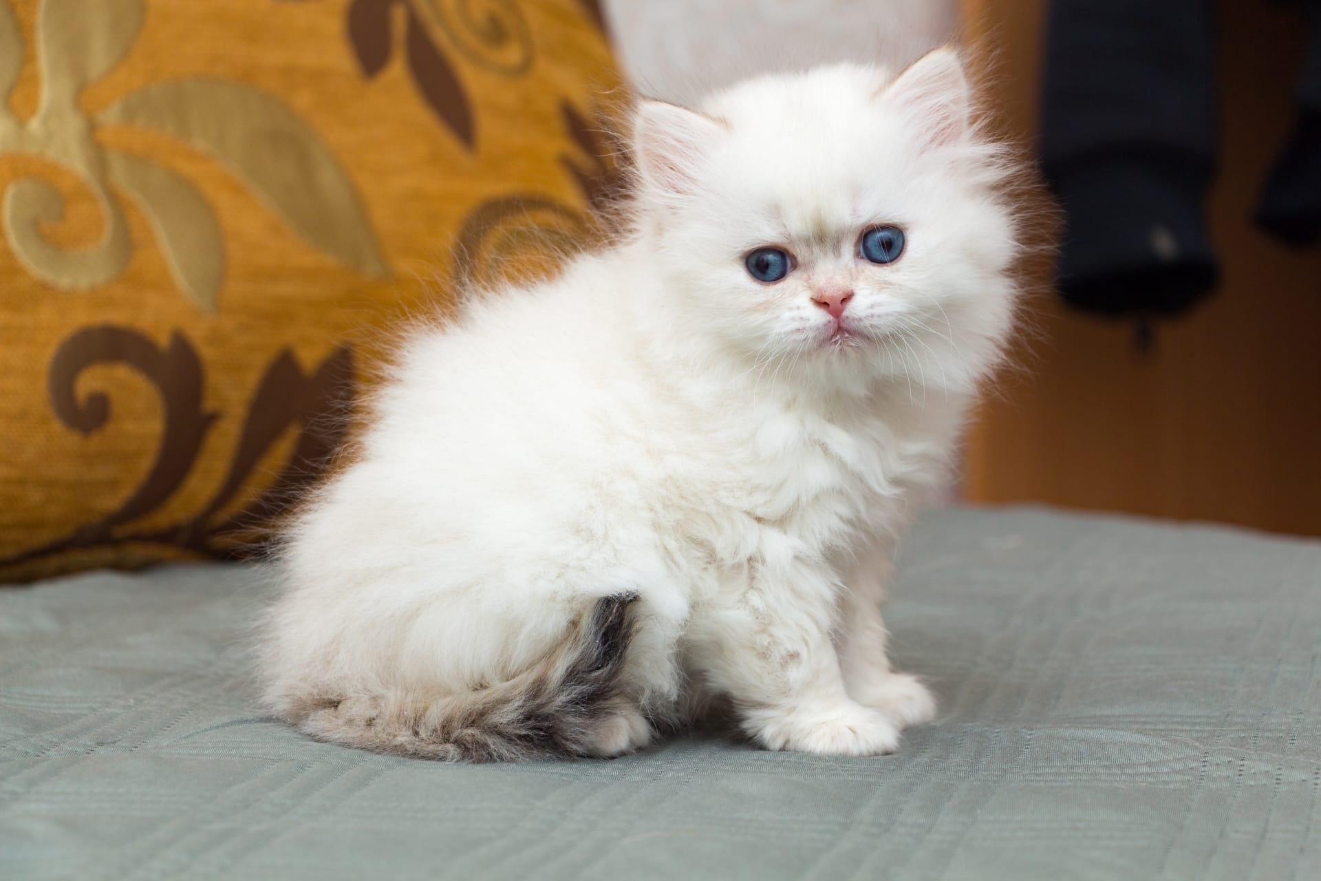 Exotic shorthair cat pictures