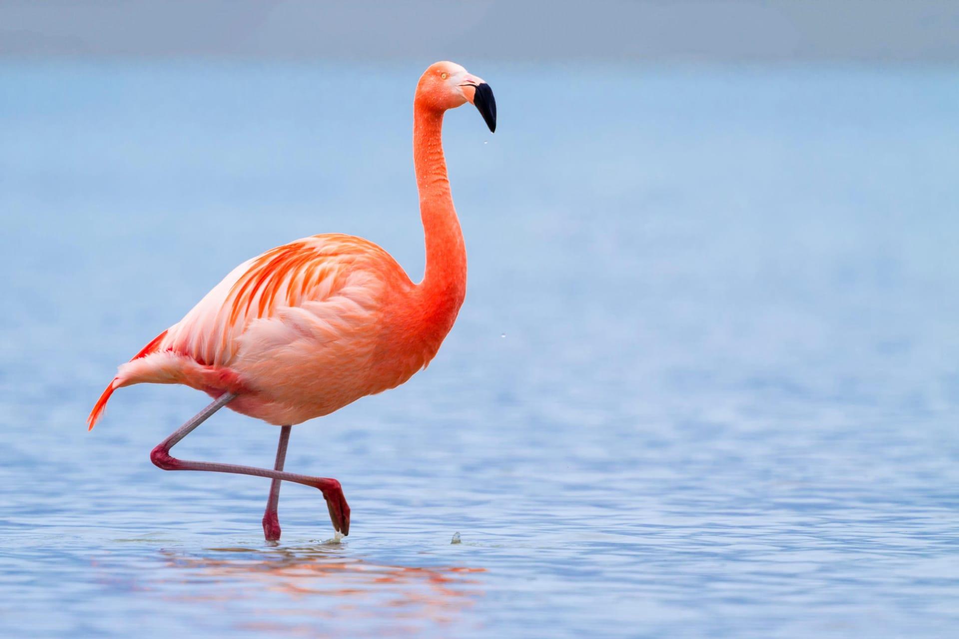 Flamingo pictures