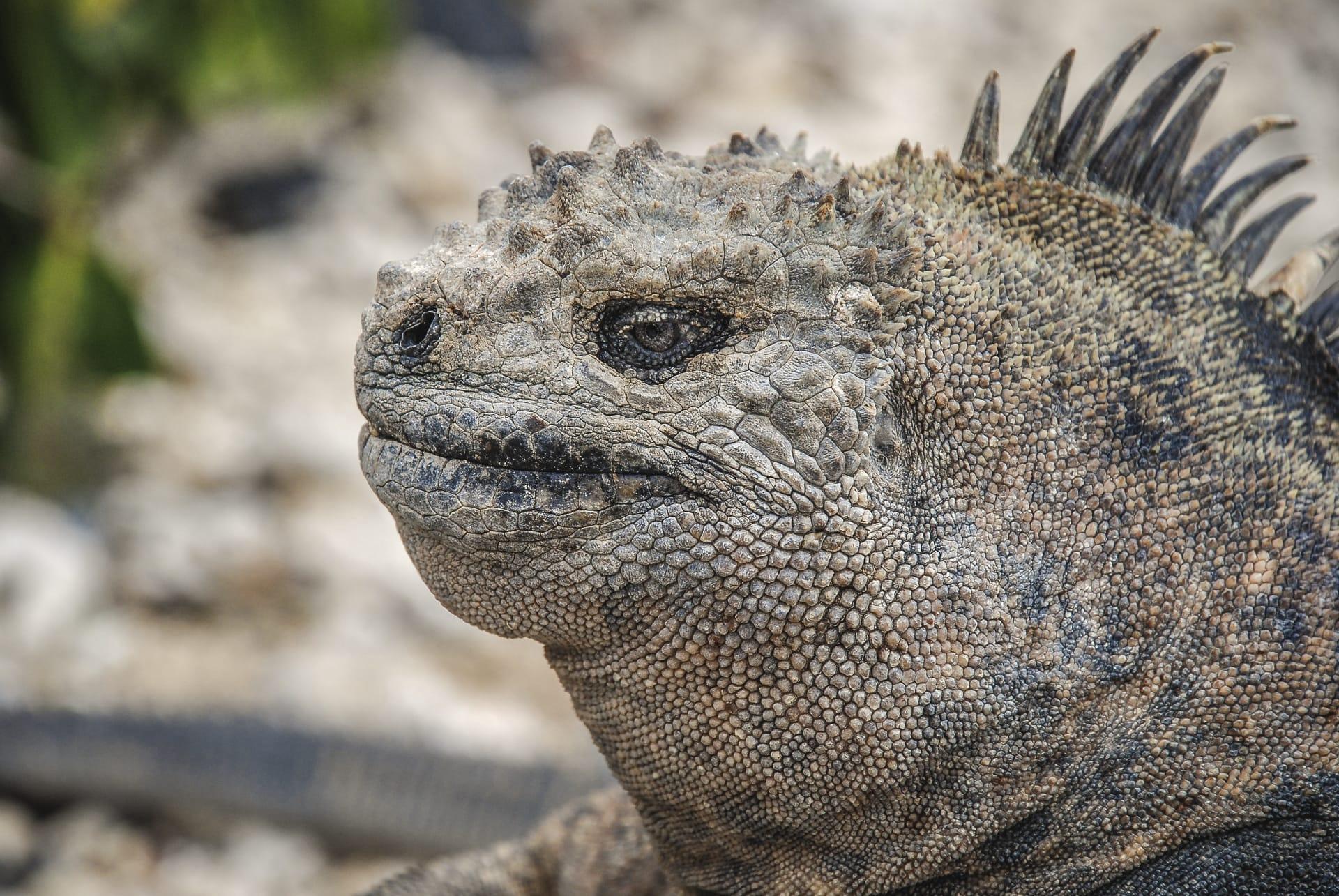 Galapagos iguana pictures