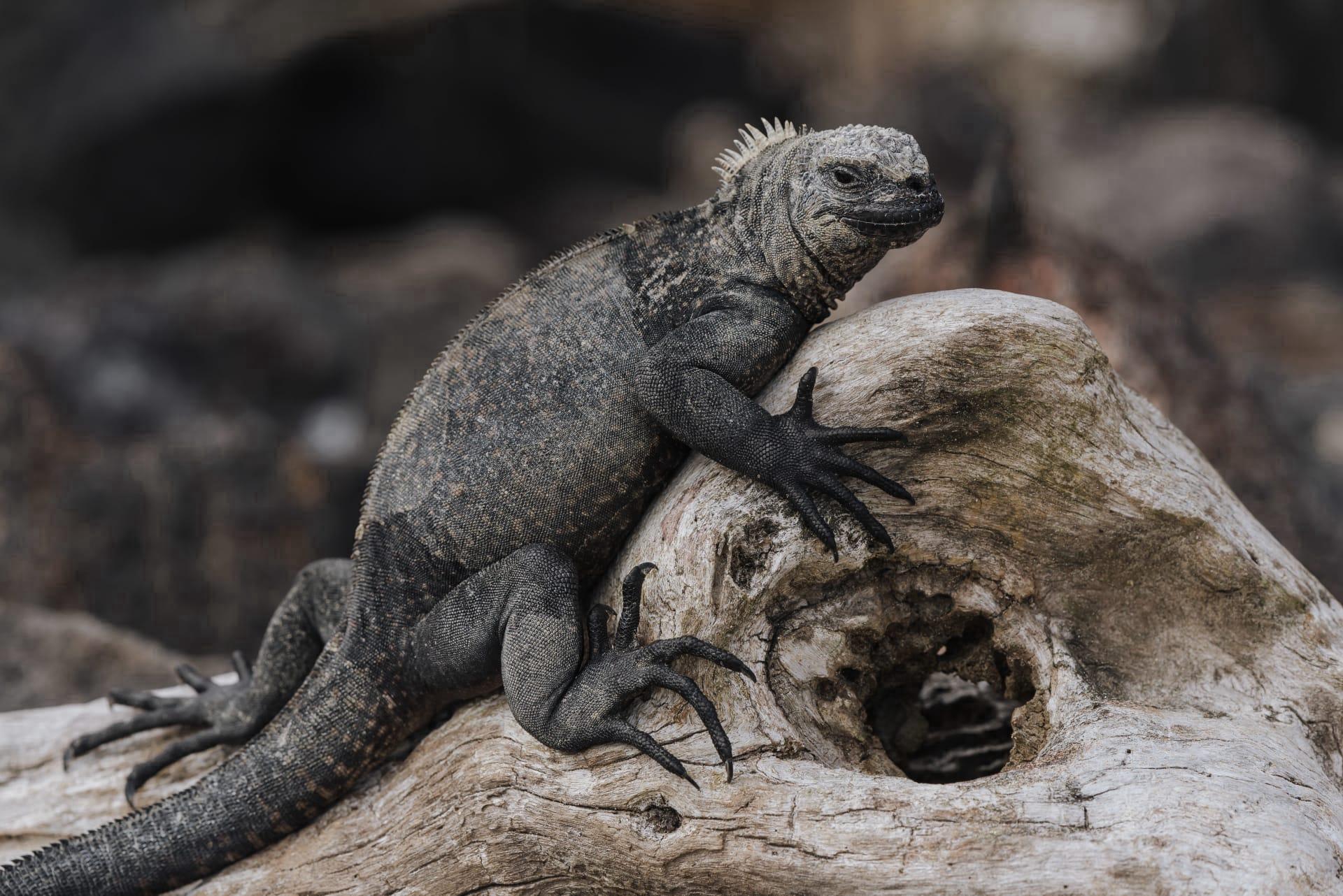 Galapagos marine iguana pictures