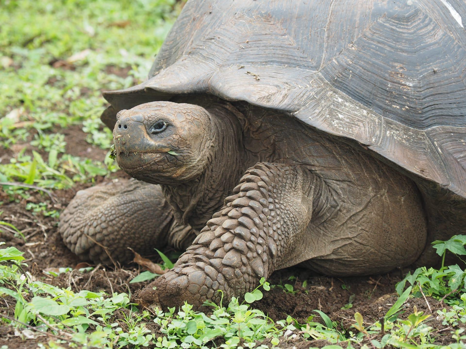 Galapagos tortoise pictures