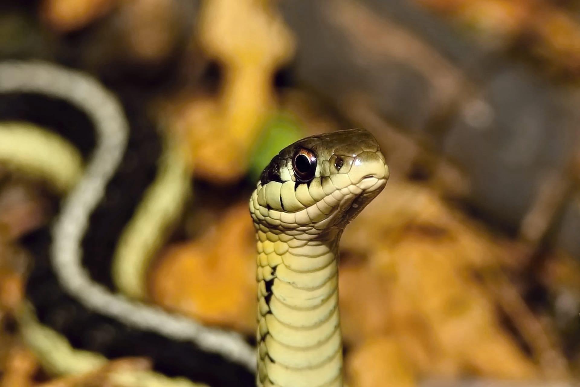Garter snake pictures