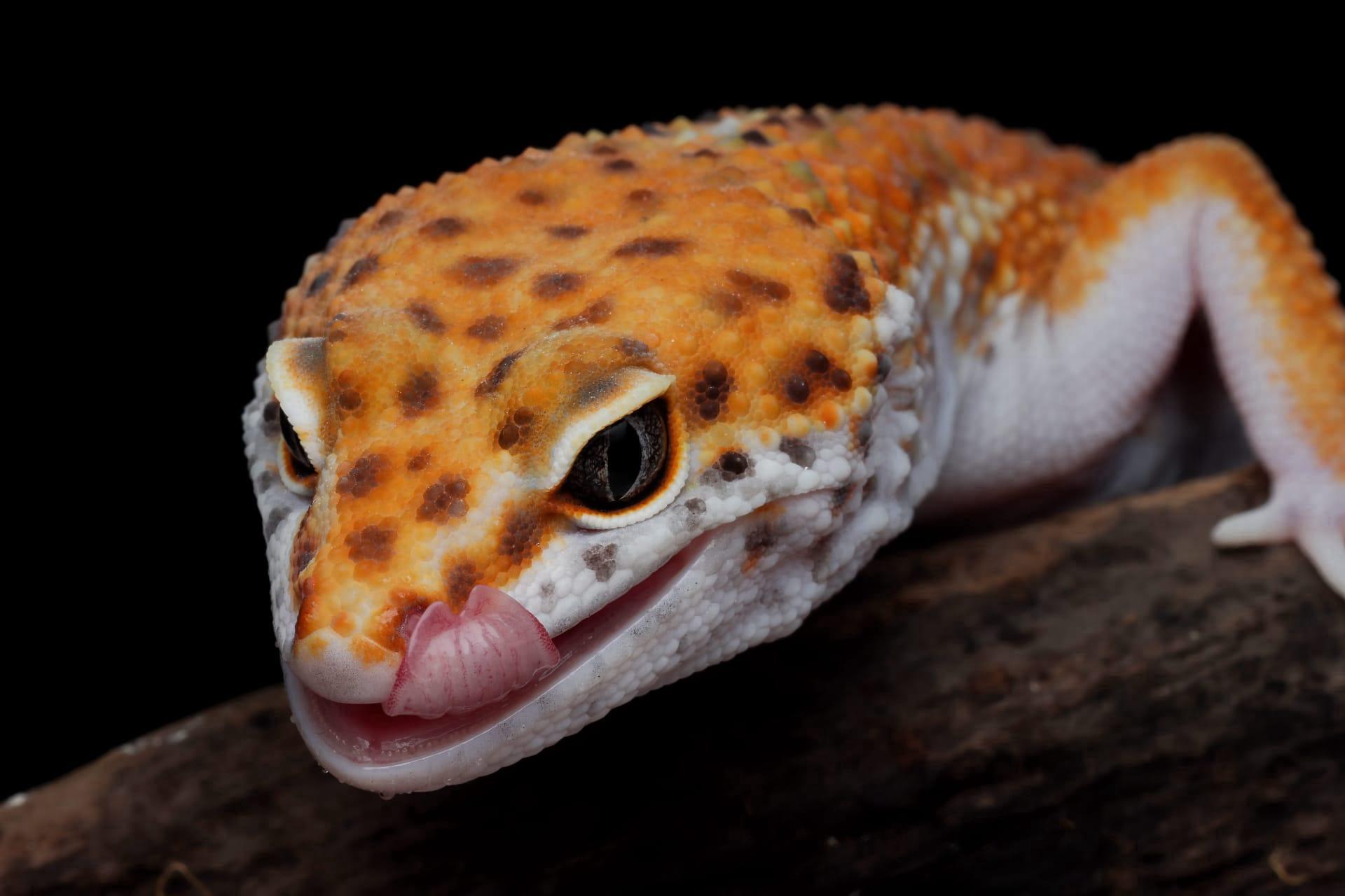 Gecko pictures