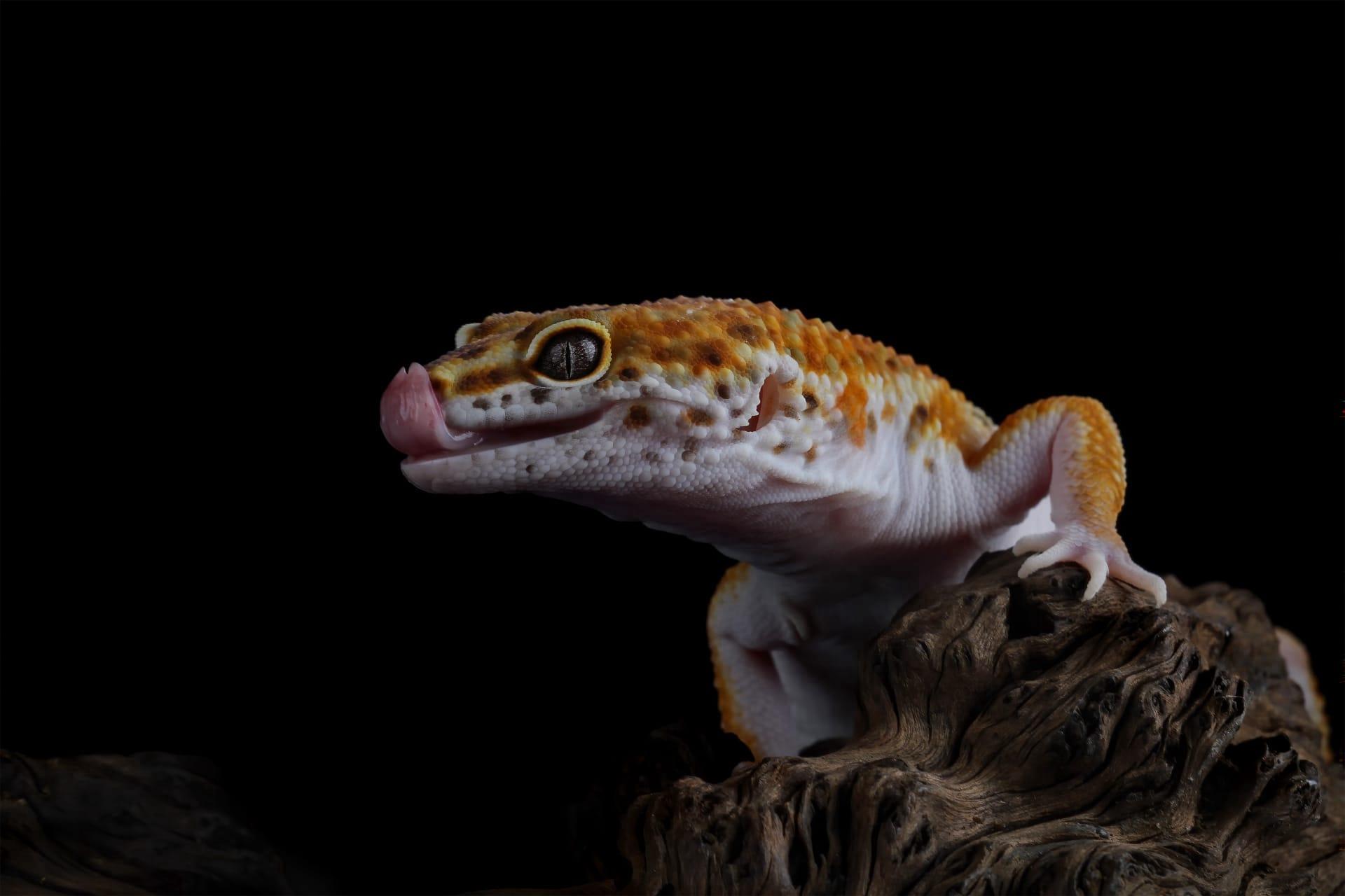 Gecko pictures