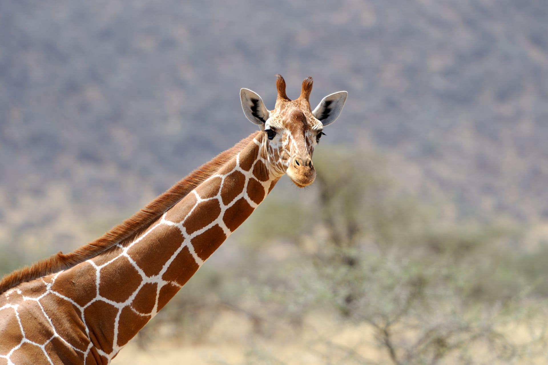 Giraffe pictures