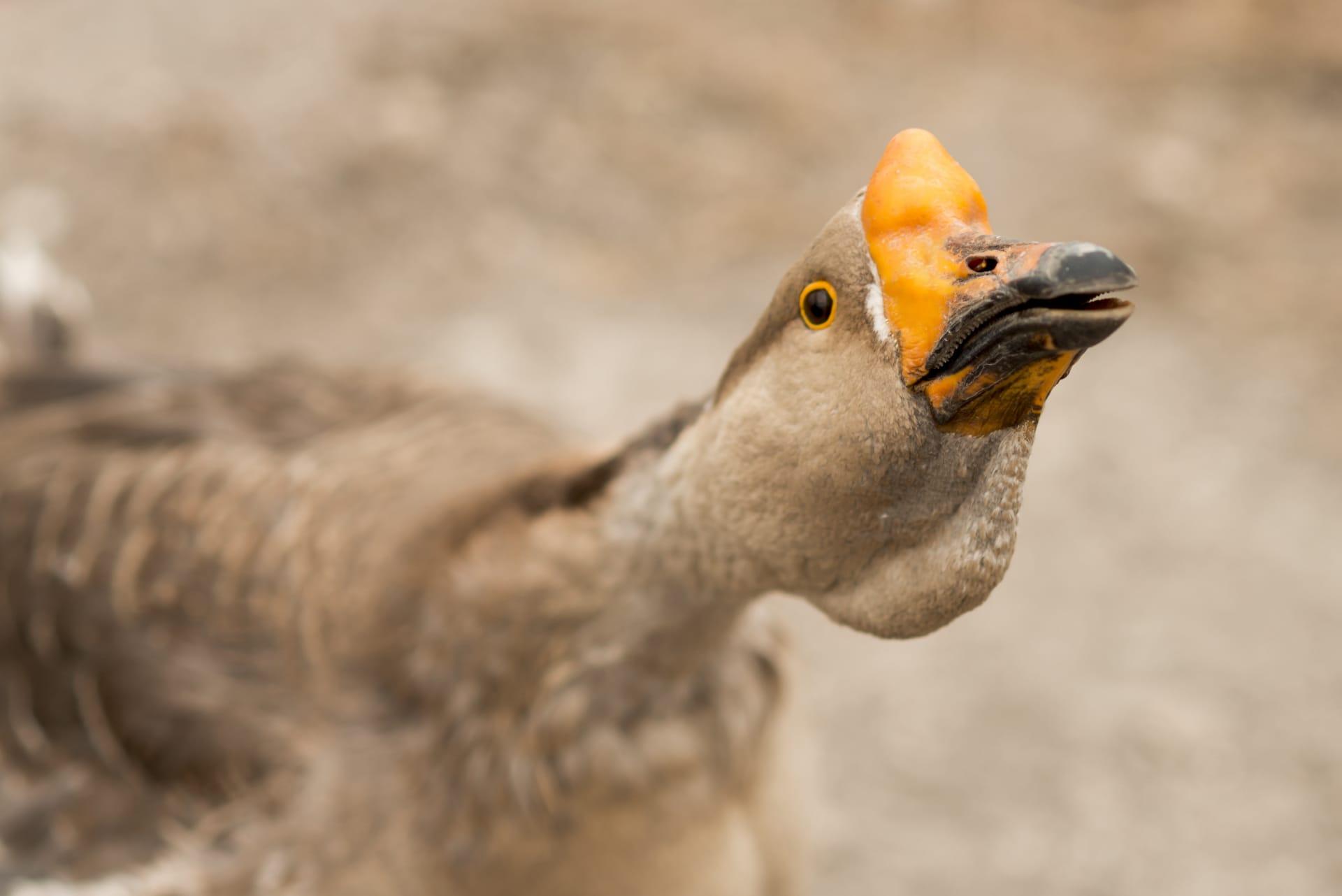 Goose pictures
