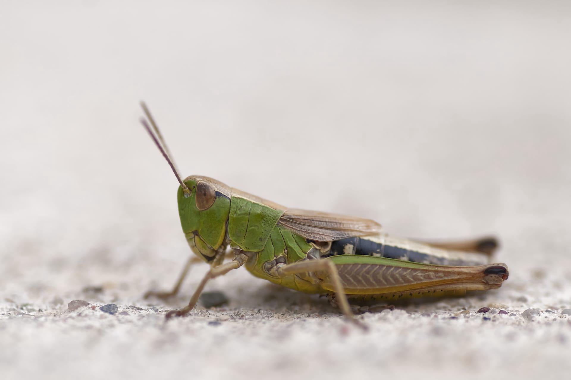 Grasshopper pictures