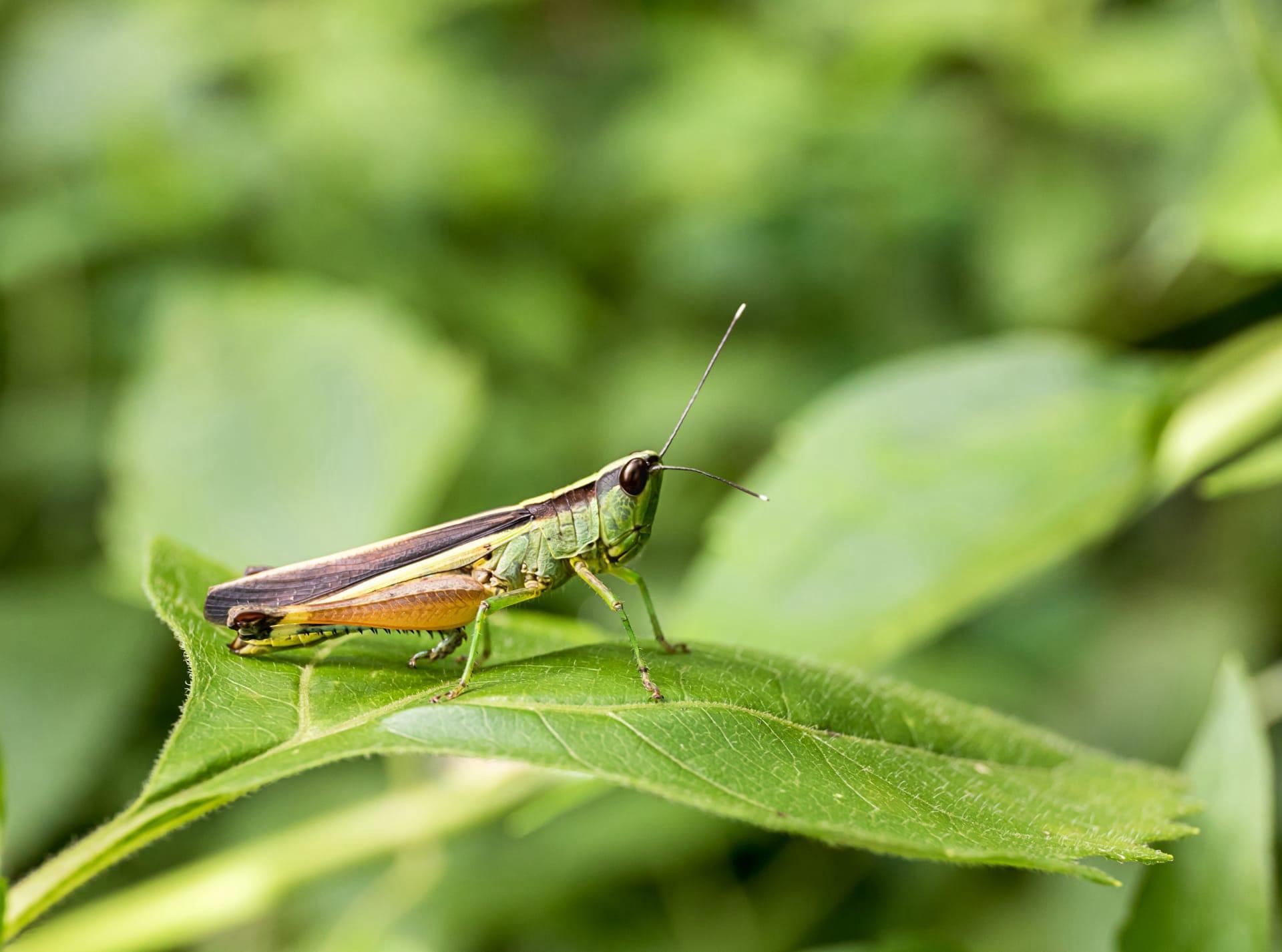 Grasshopper pictures