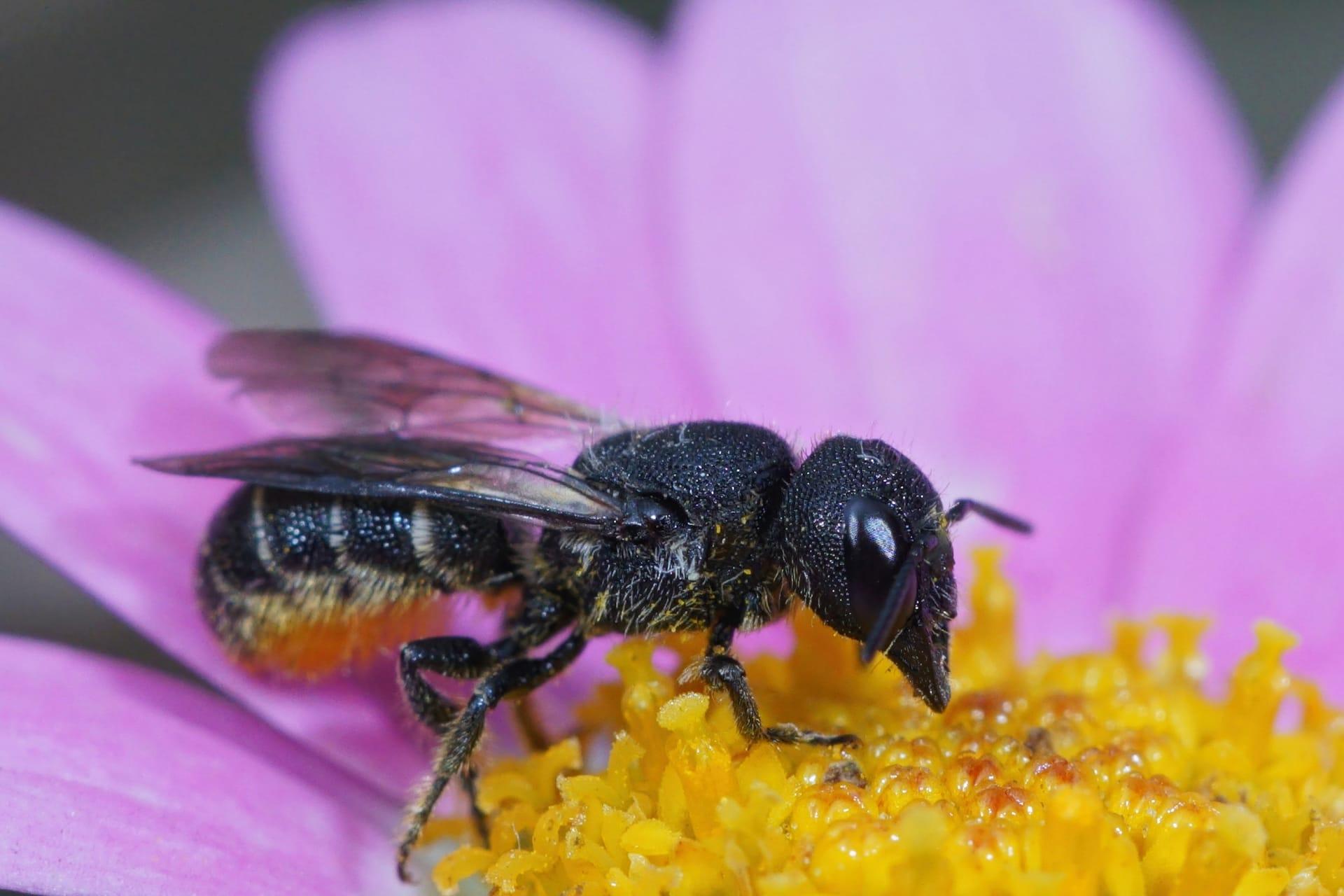 Great black wasp pictures