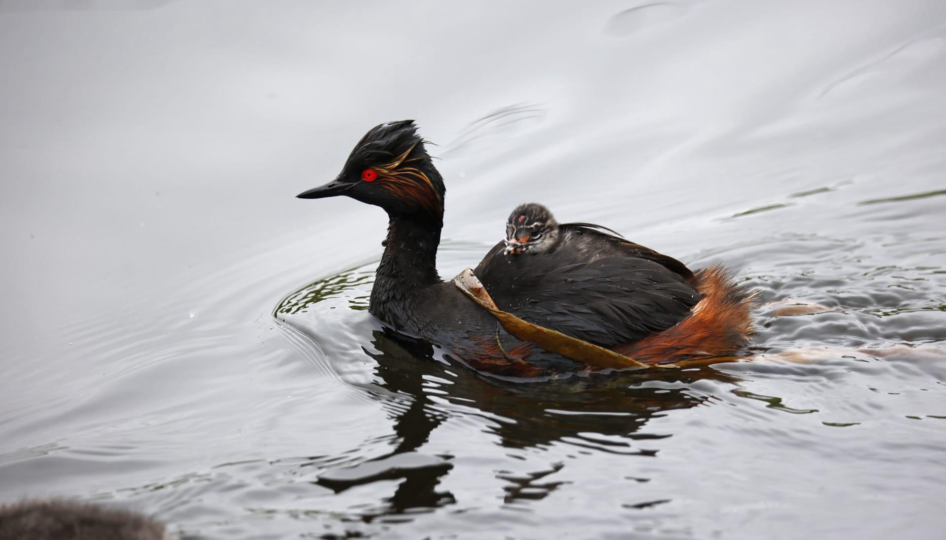 Grebe pictures