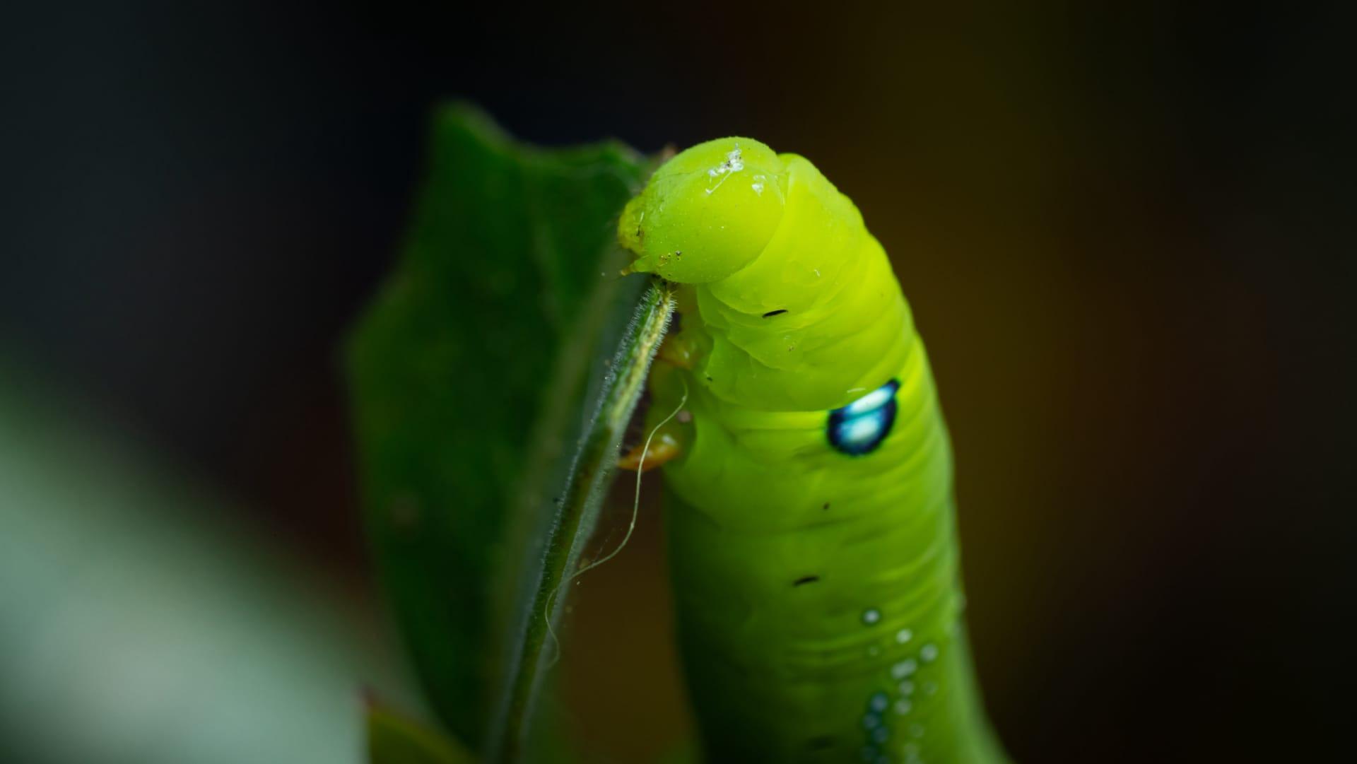 Green caterpillar pictures