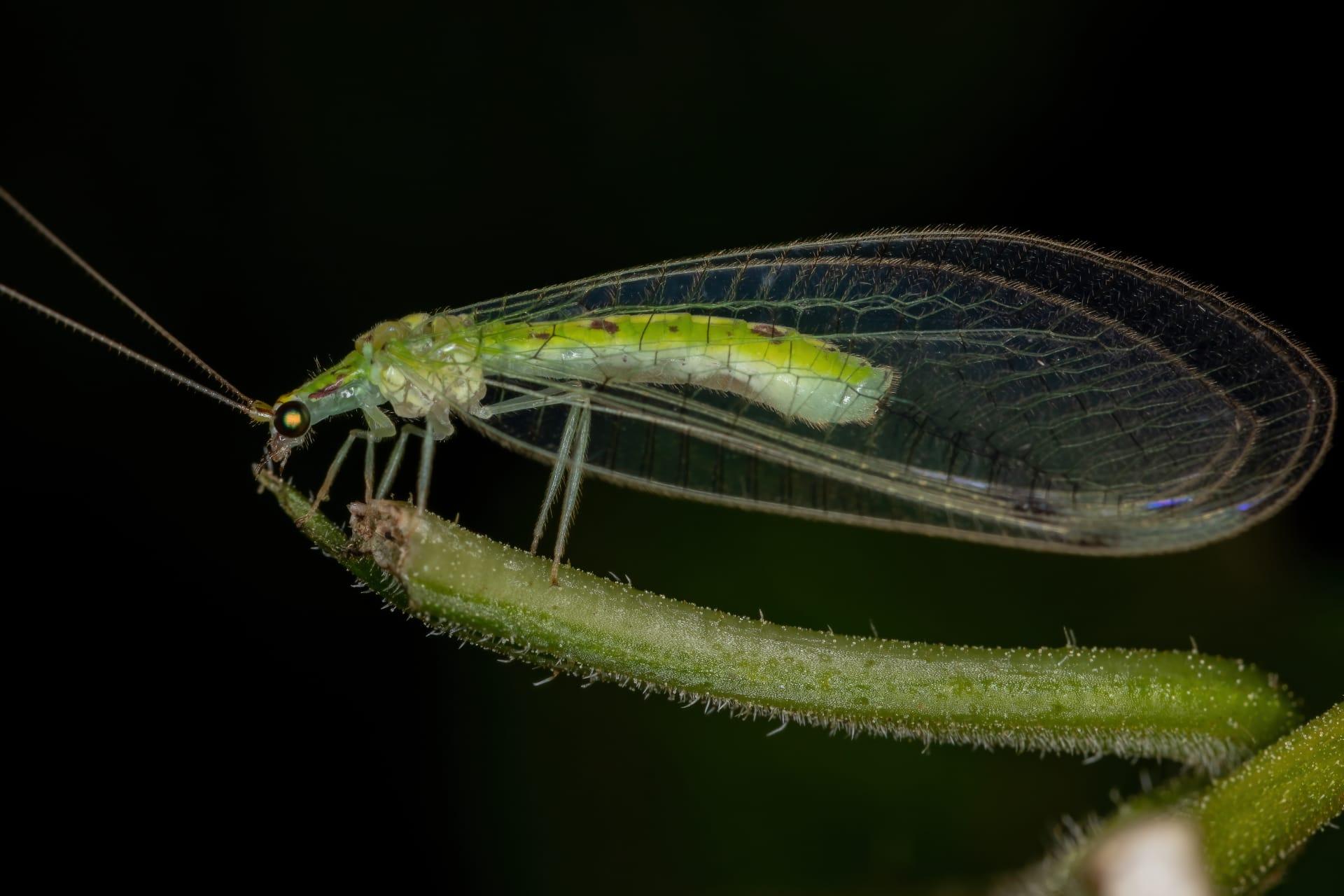 Green lacewing pictures