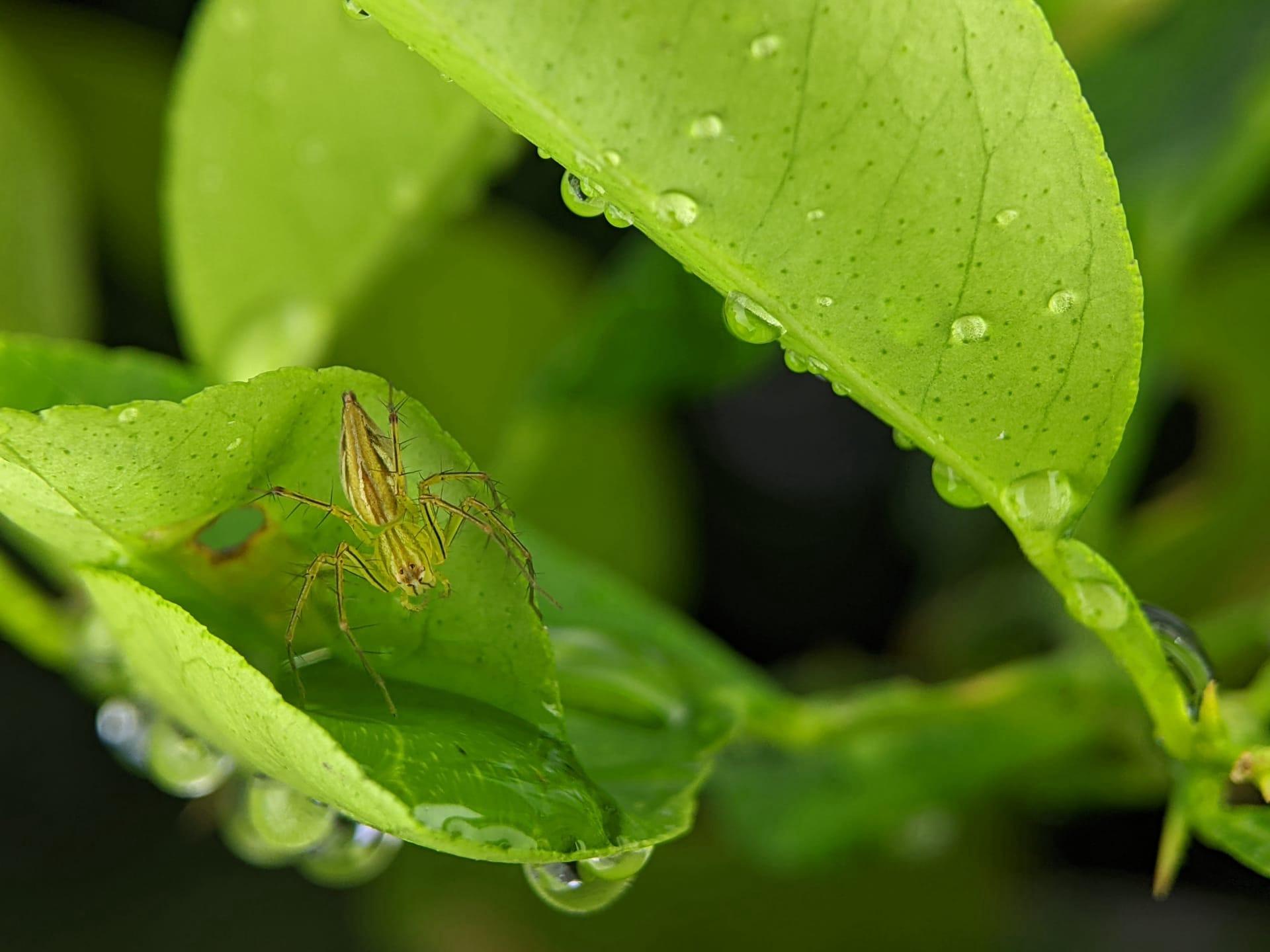 Green lynx spider pictures