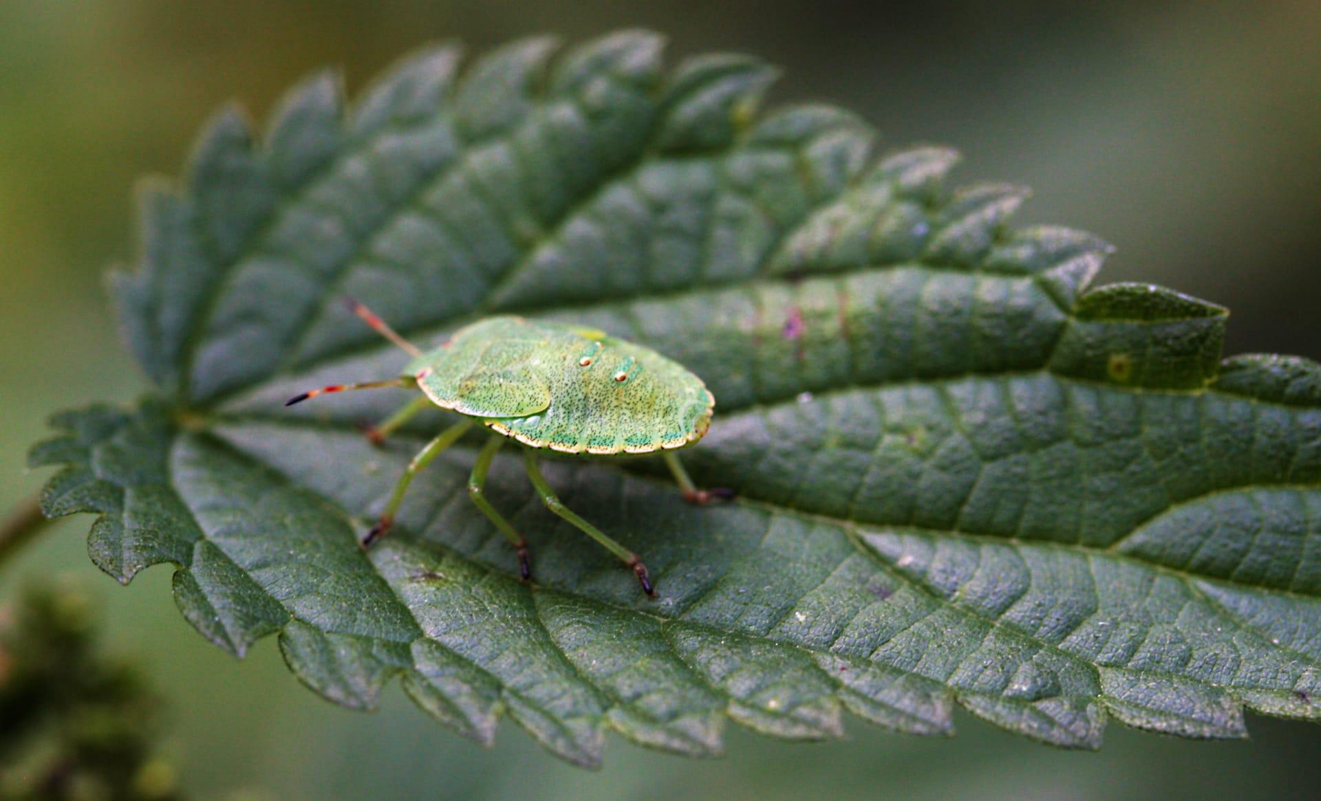 Green shield bug pictures