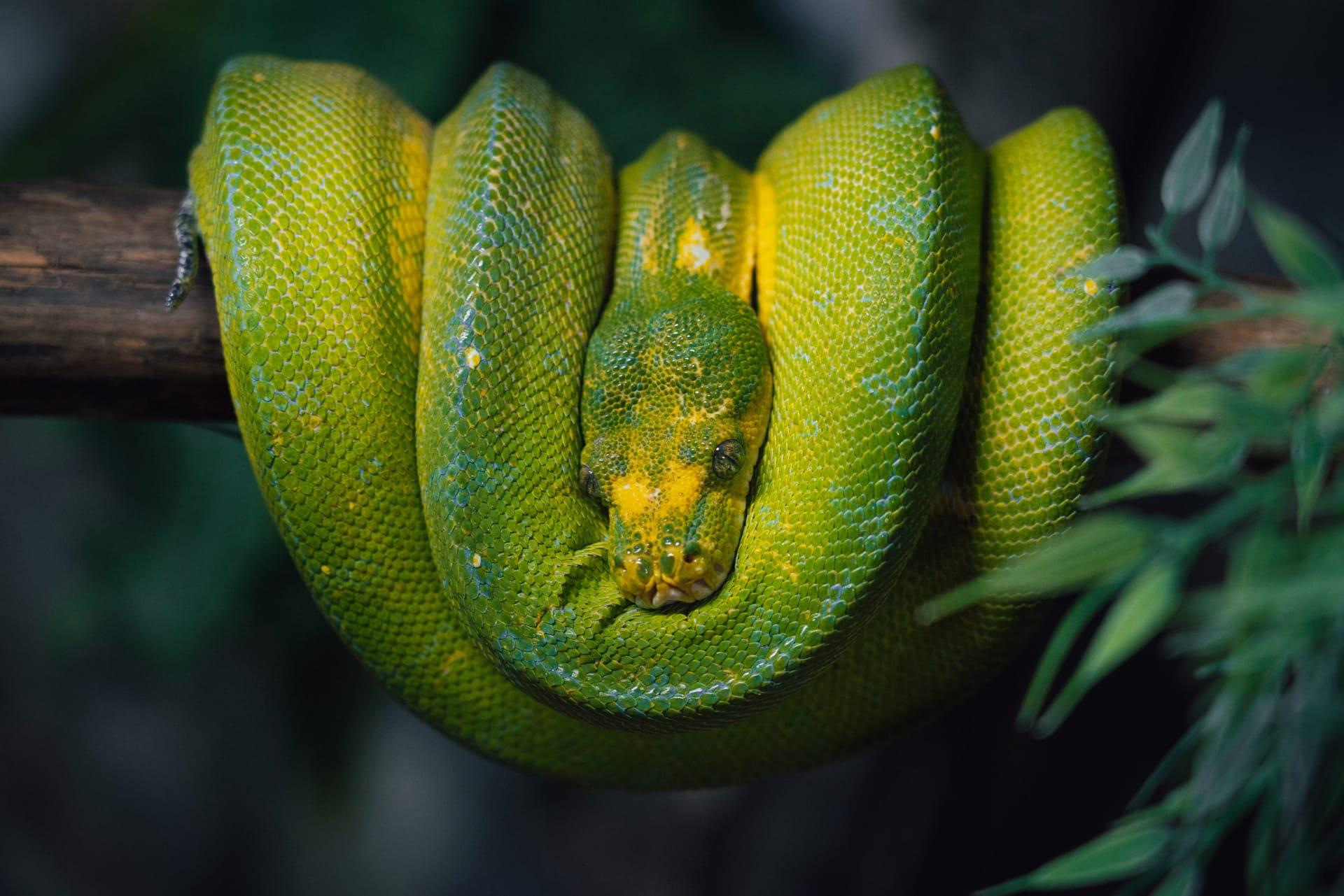 Green tree python pictures
