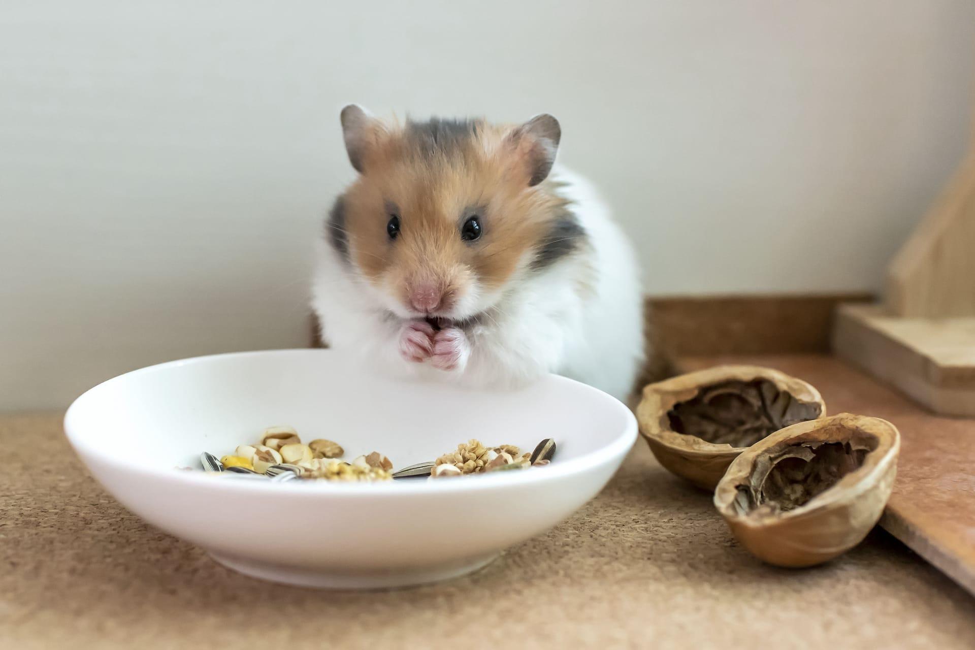 Hamster pictures