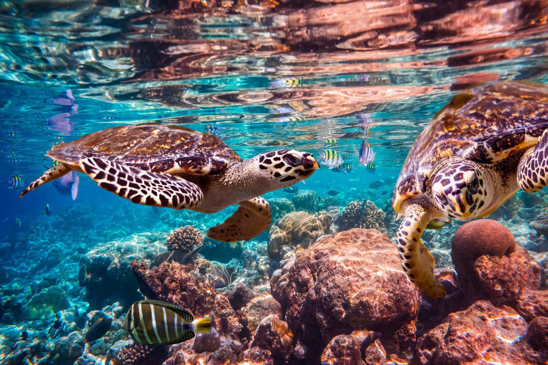Hawksbill turtle pictures