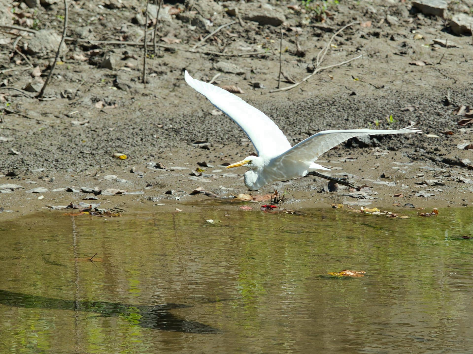 Heron pictures
