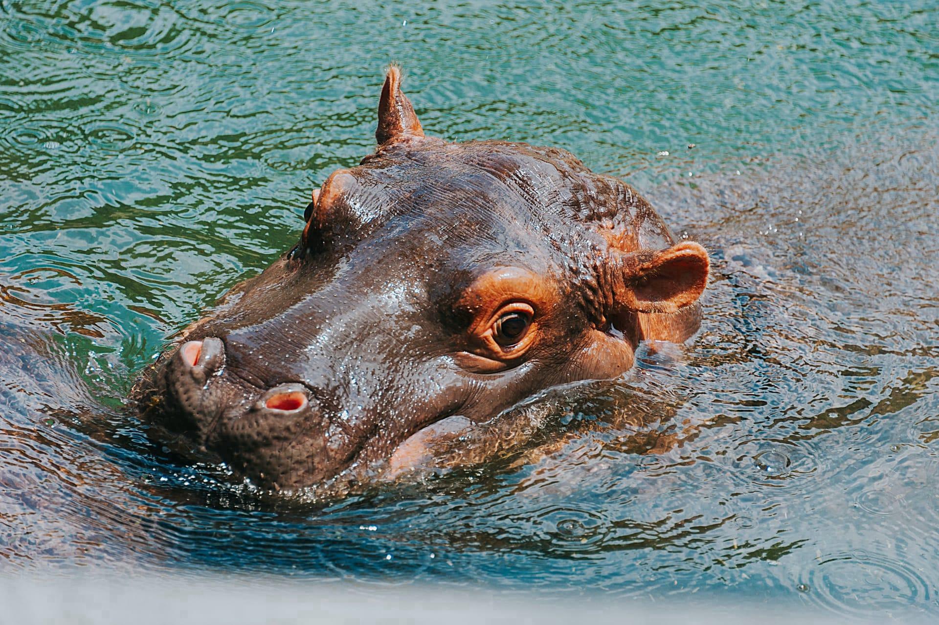 Hippopotamus pictures