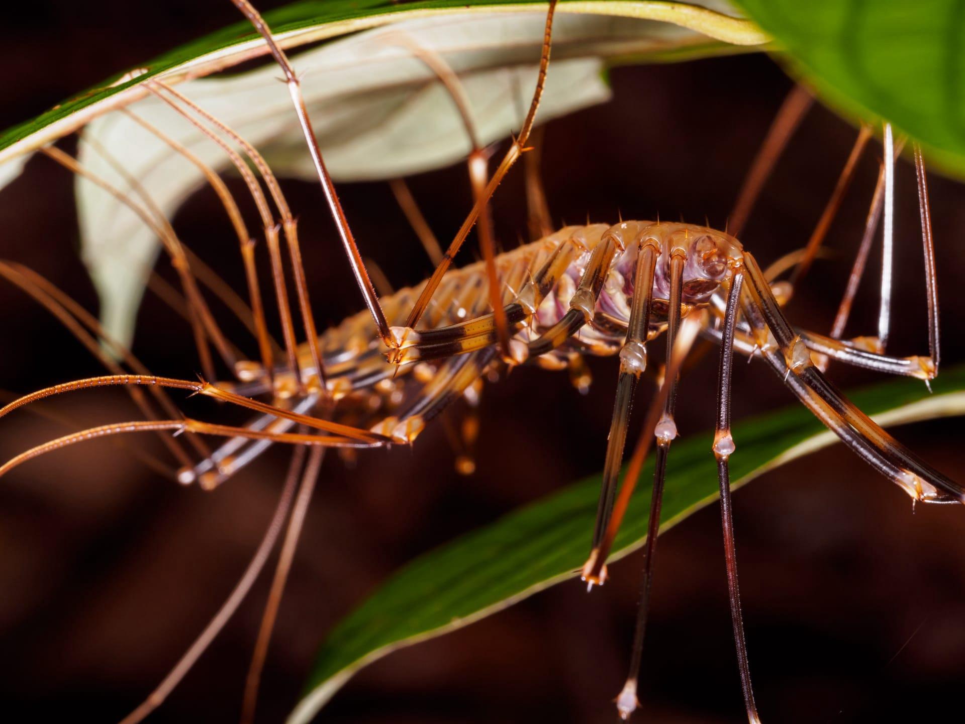House centipede pictures