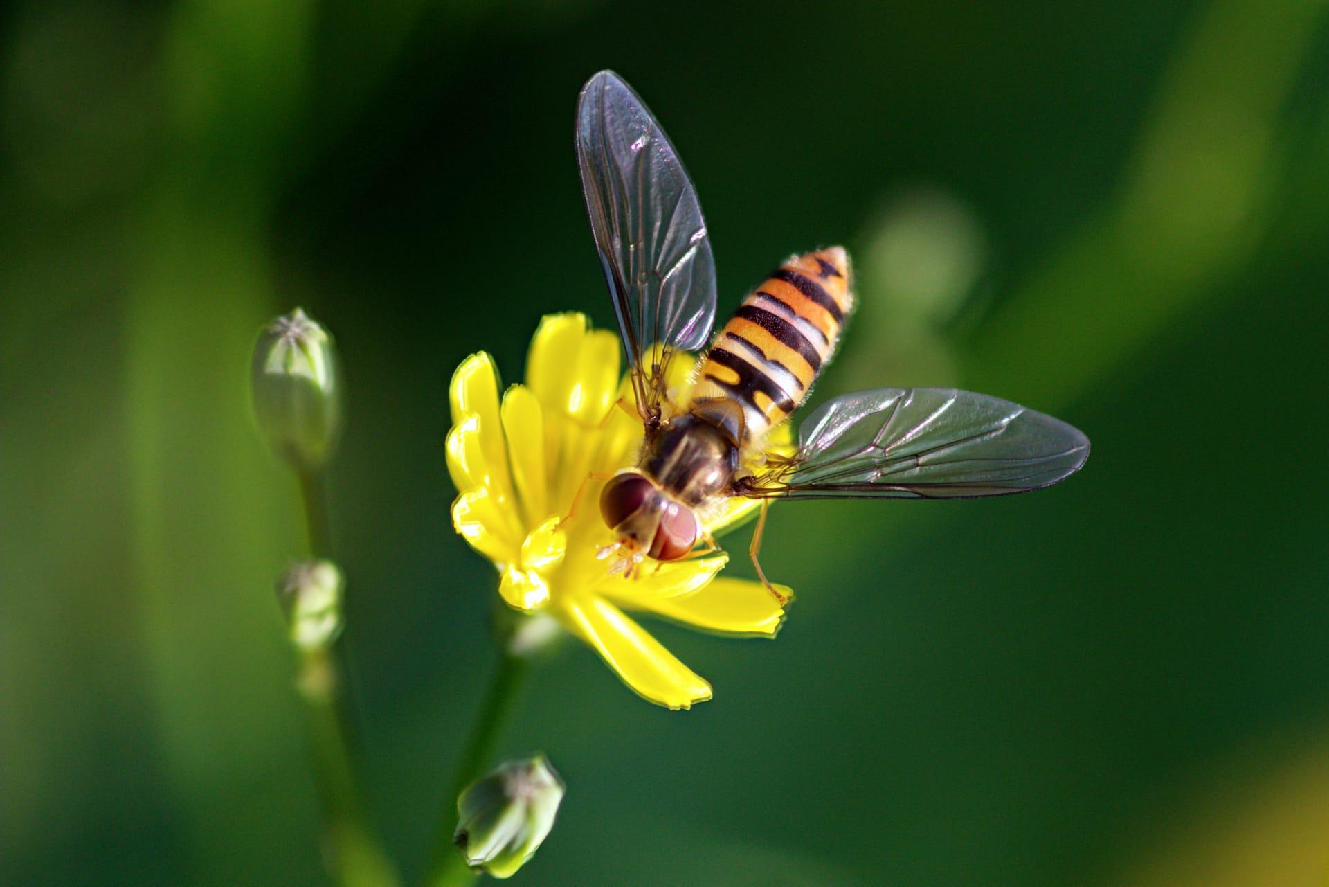 Hoverfly pictures