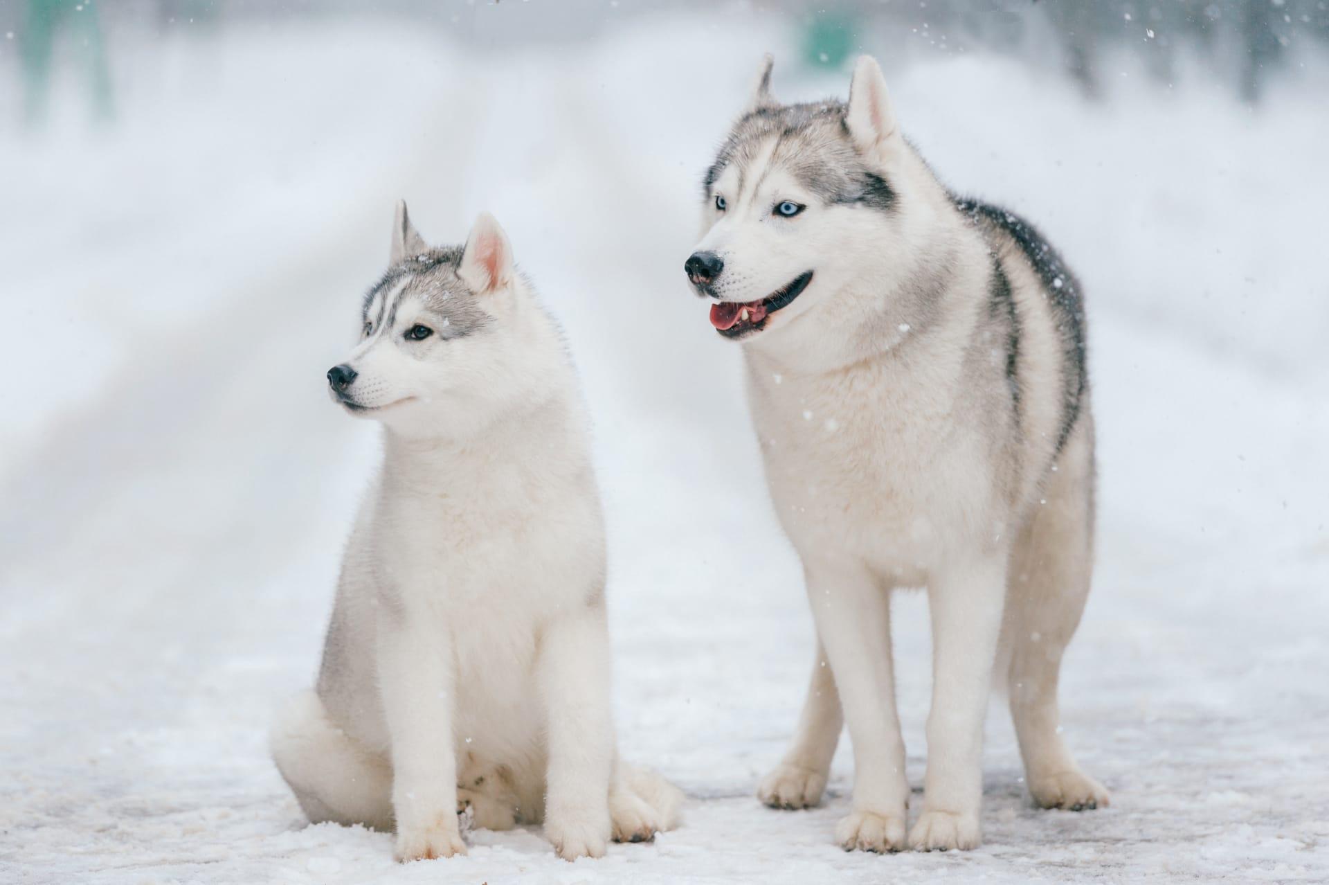 Husky pictures