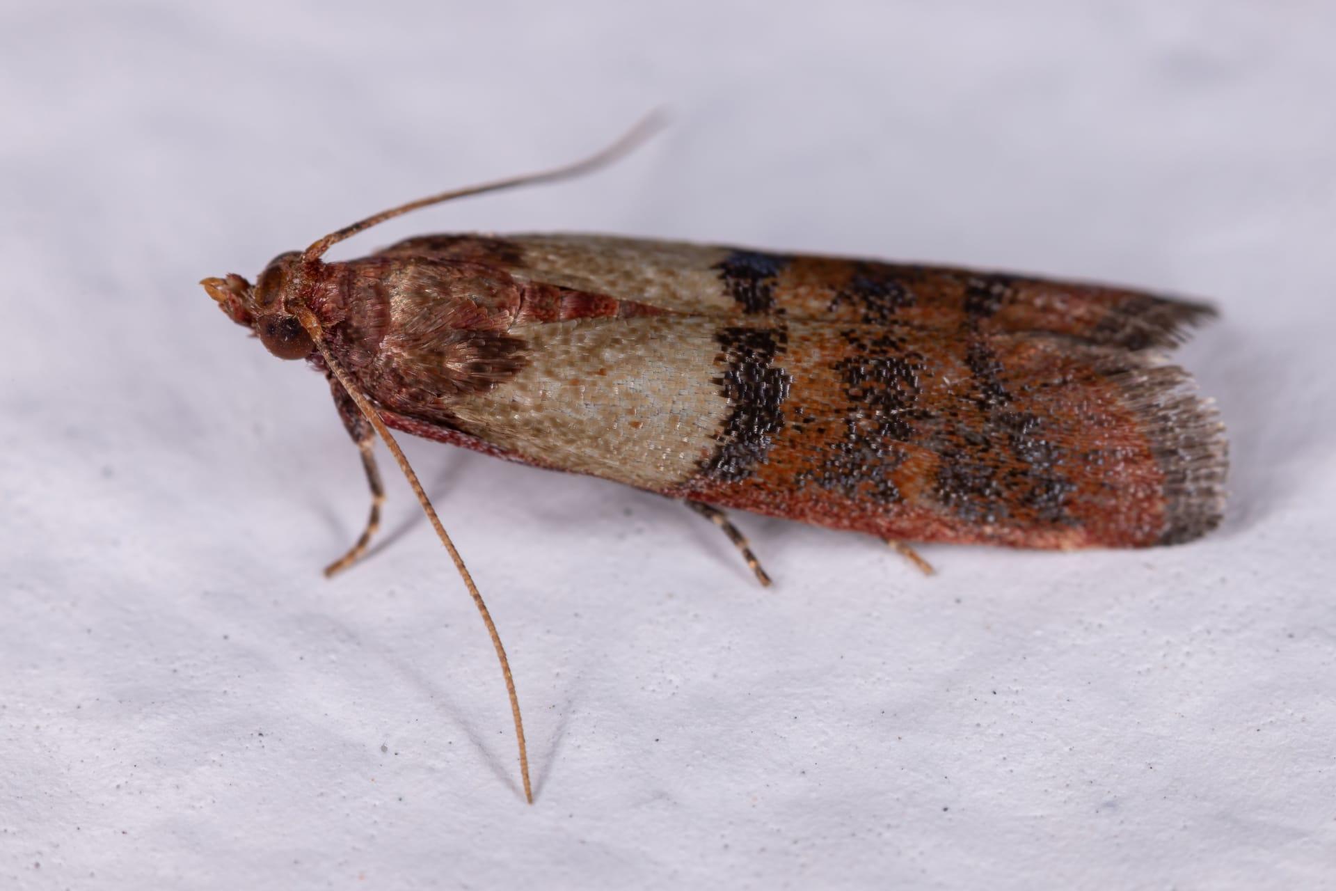 Indianmeal moth pictures