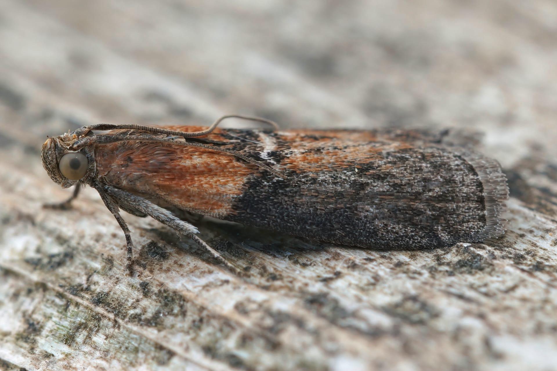 Indianmeal moth pictures
