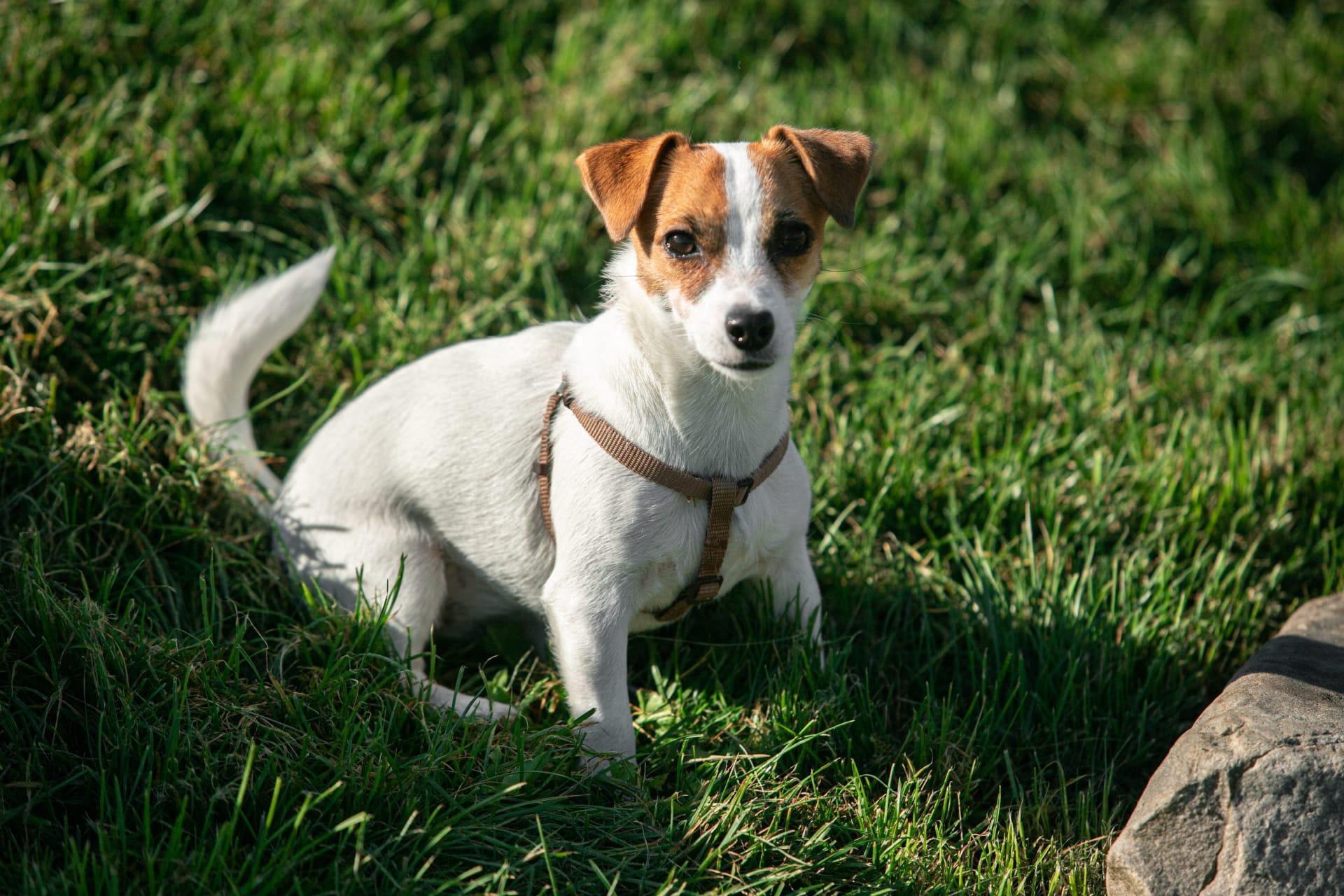 Jack russell pictures
