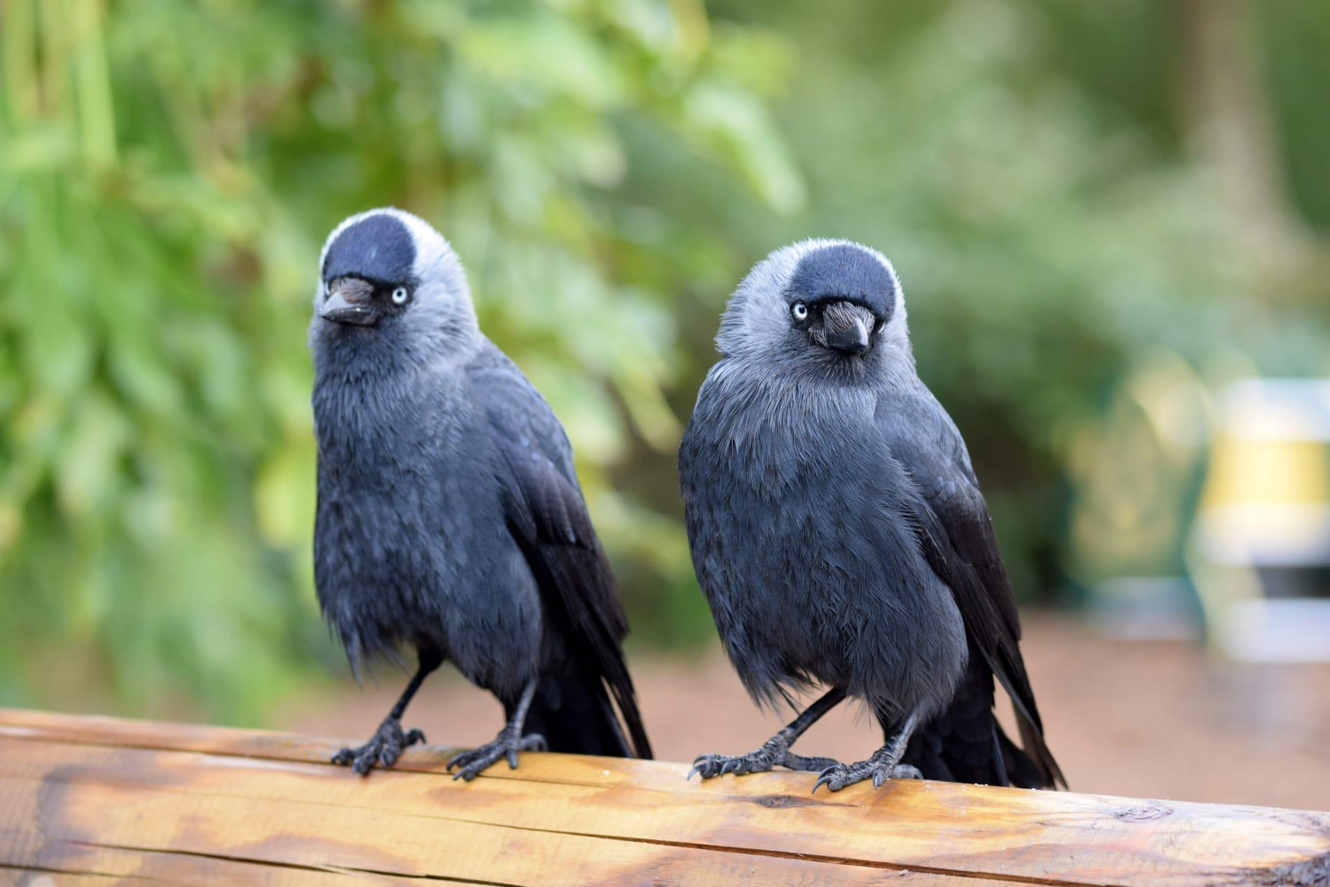 Jackdaw pictures