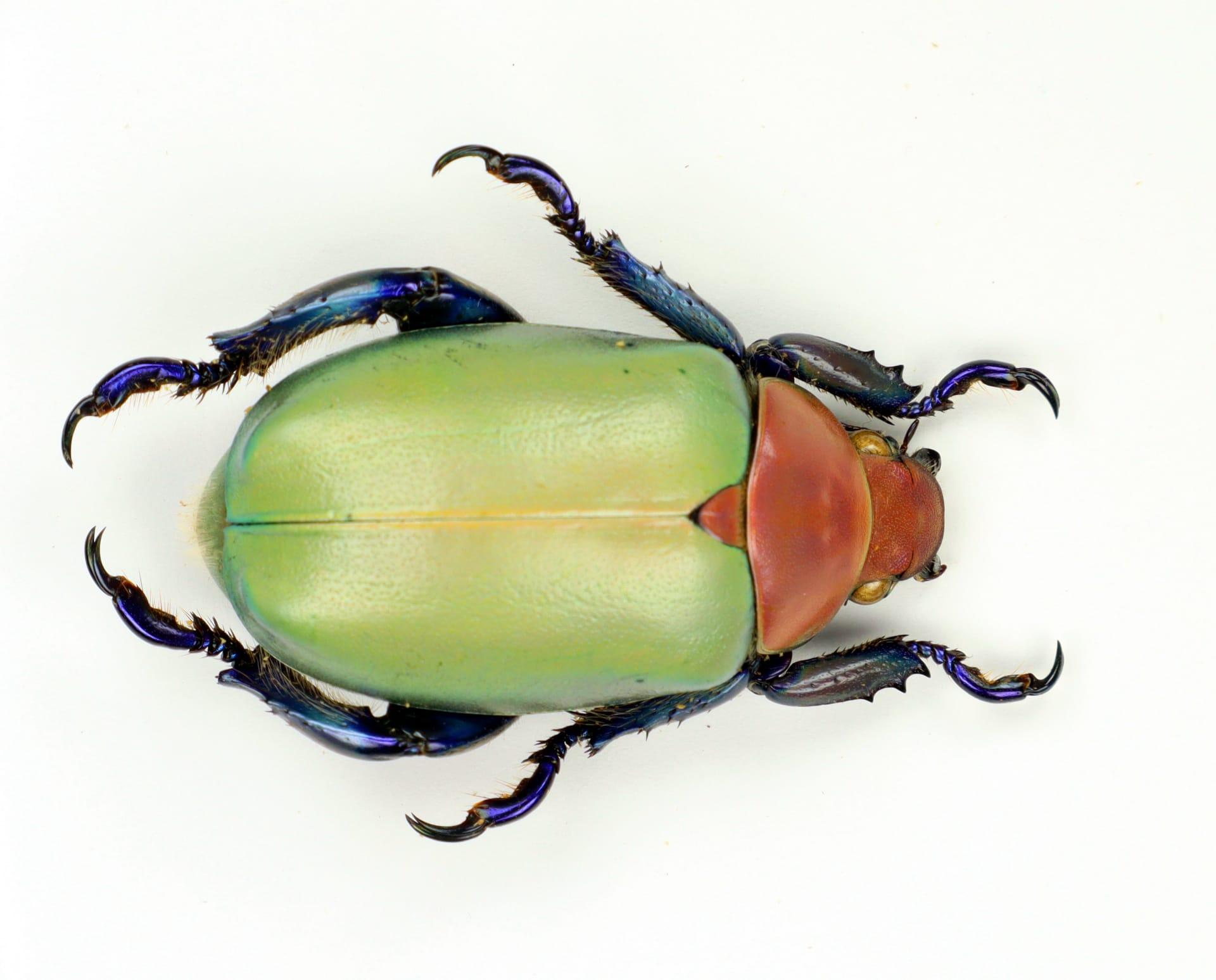 Japanese beetle pictures