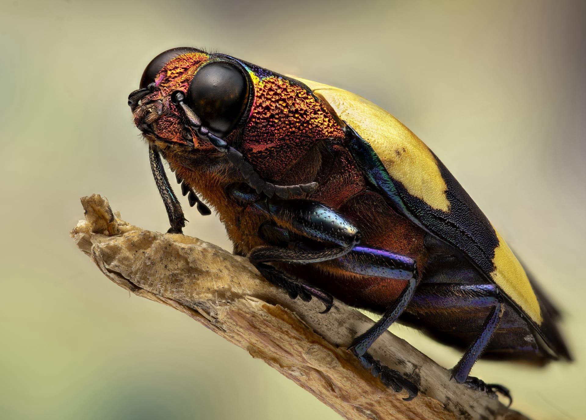Jewel beetle pictures