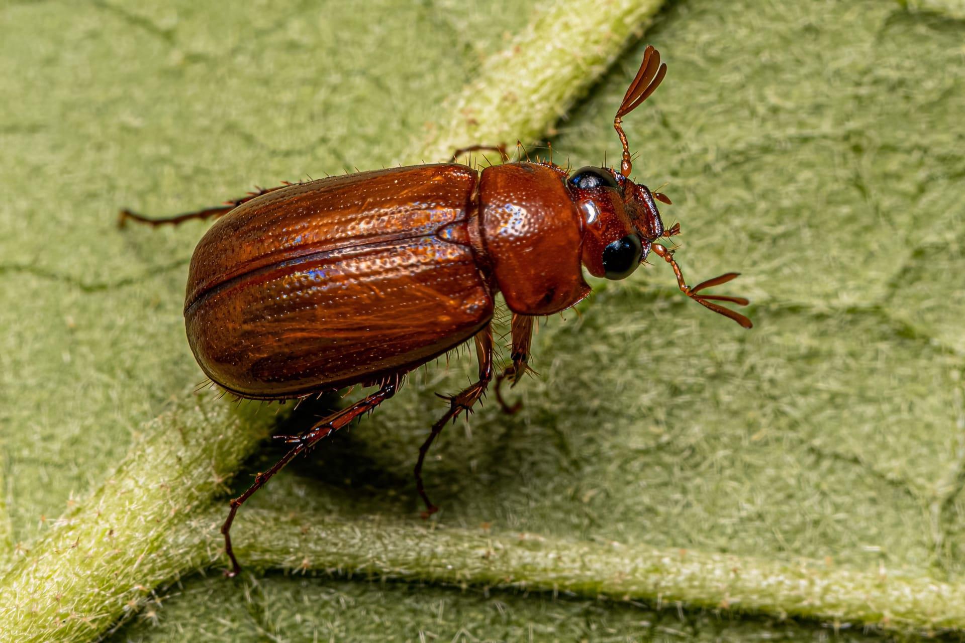June beetle pictures