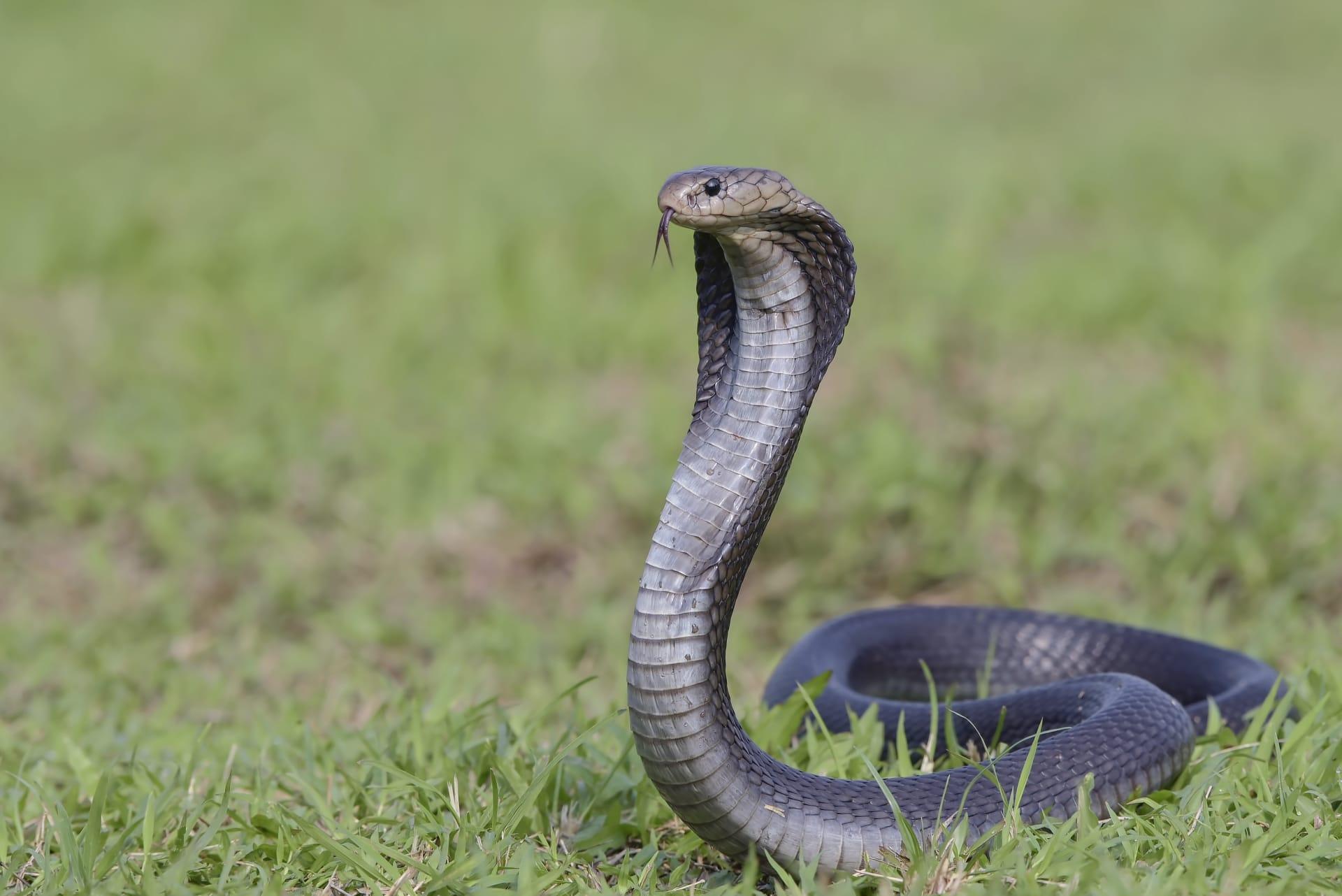 King cobra pictures
