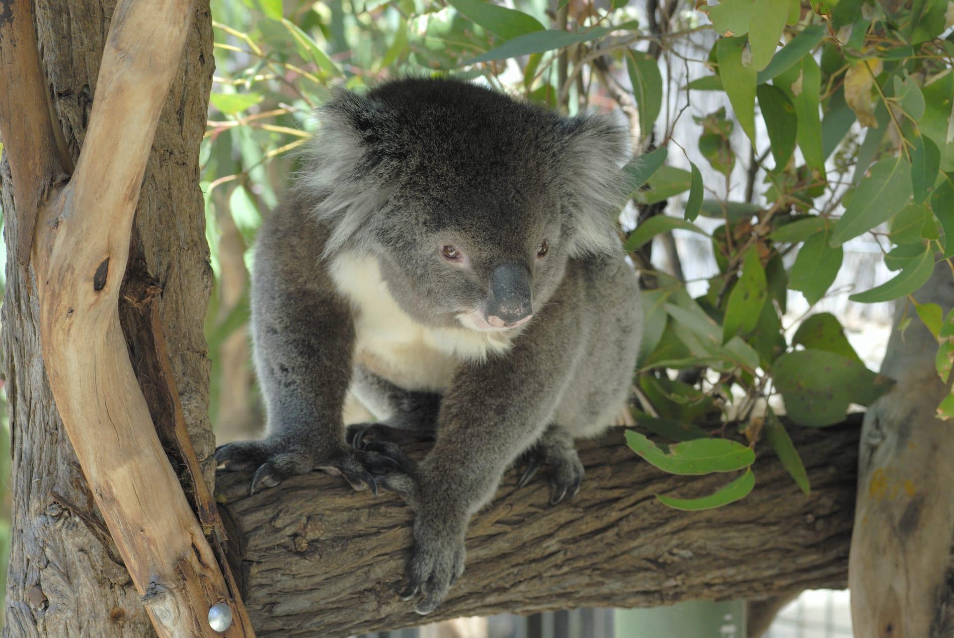 Koala pictures
