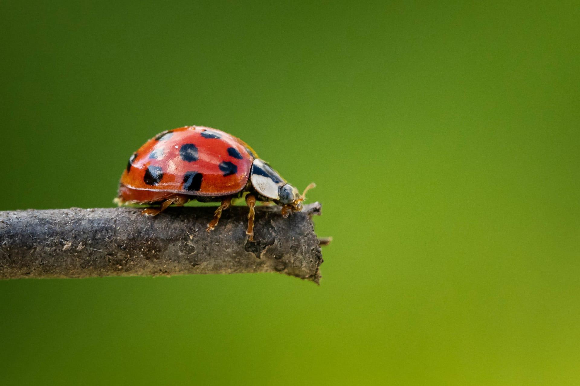 Ladybug pictures