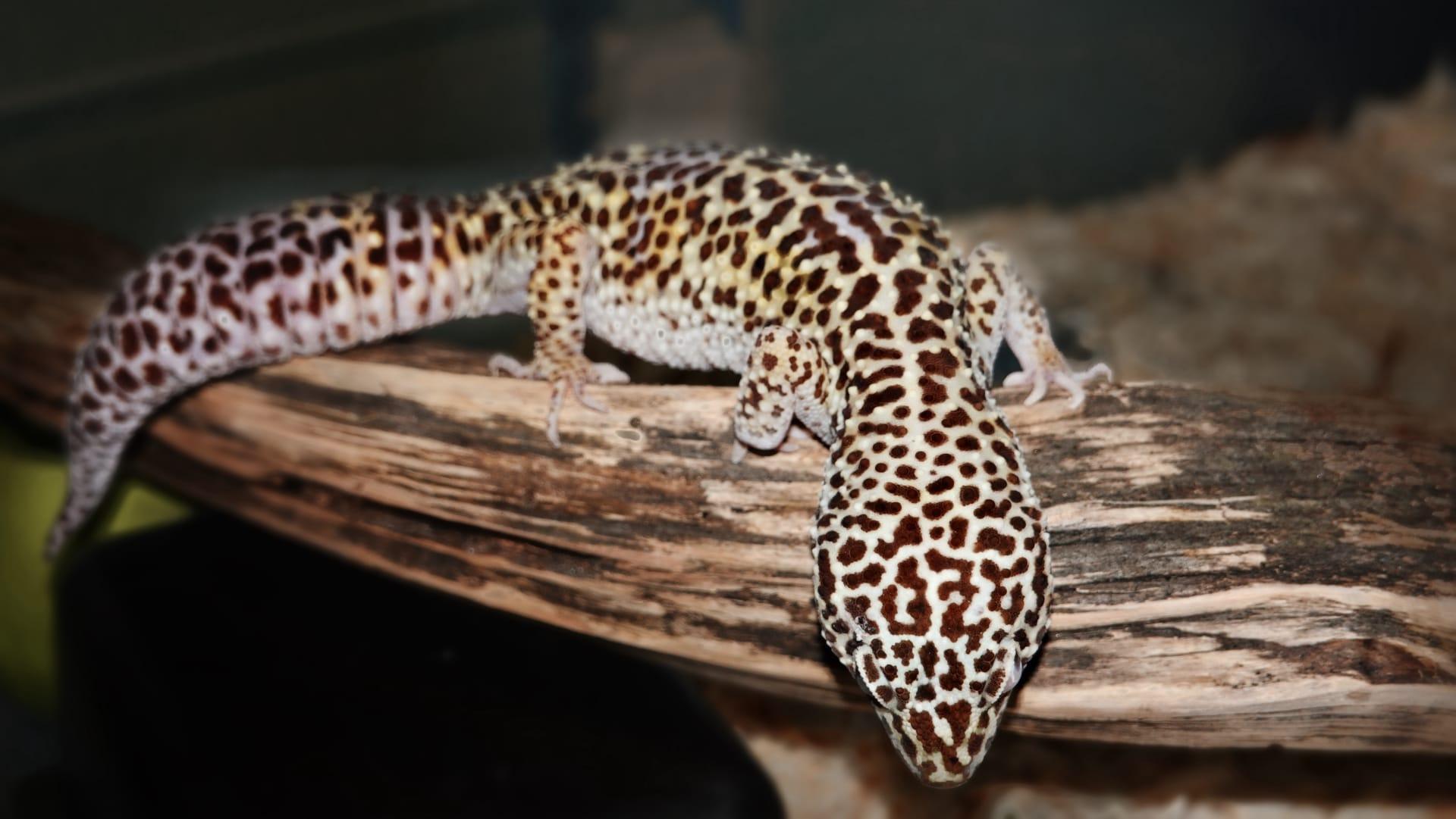 Leopard gecko pictures