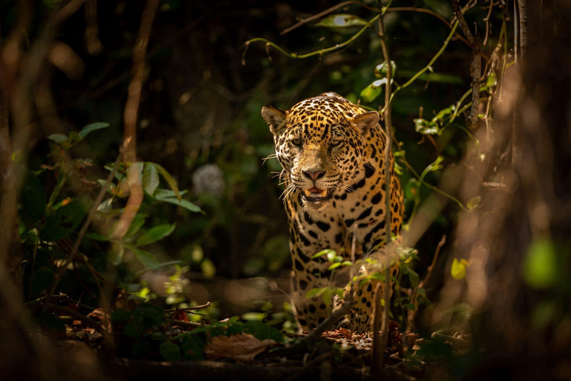 Leopard pictures
