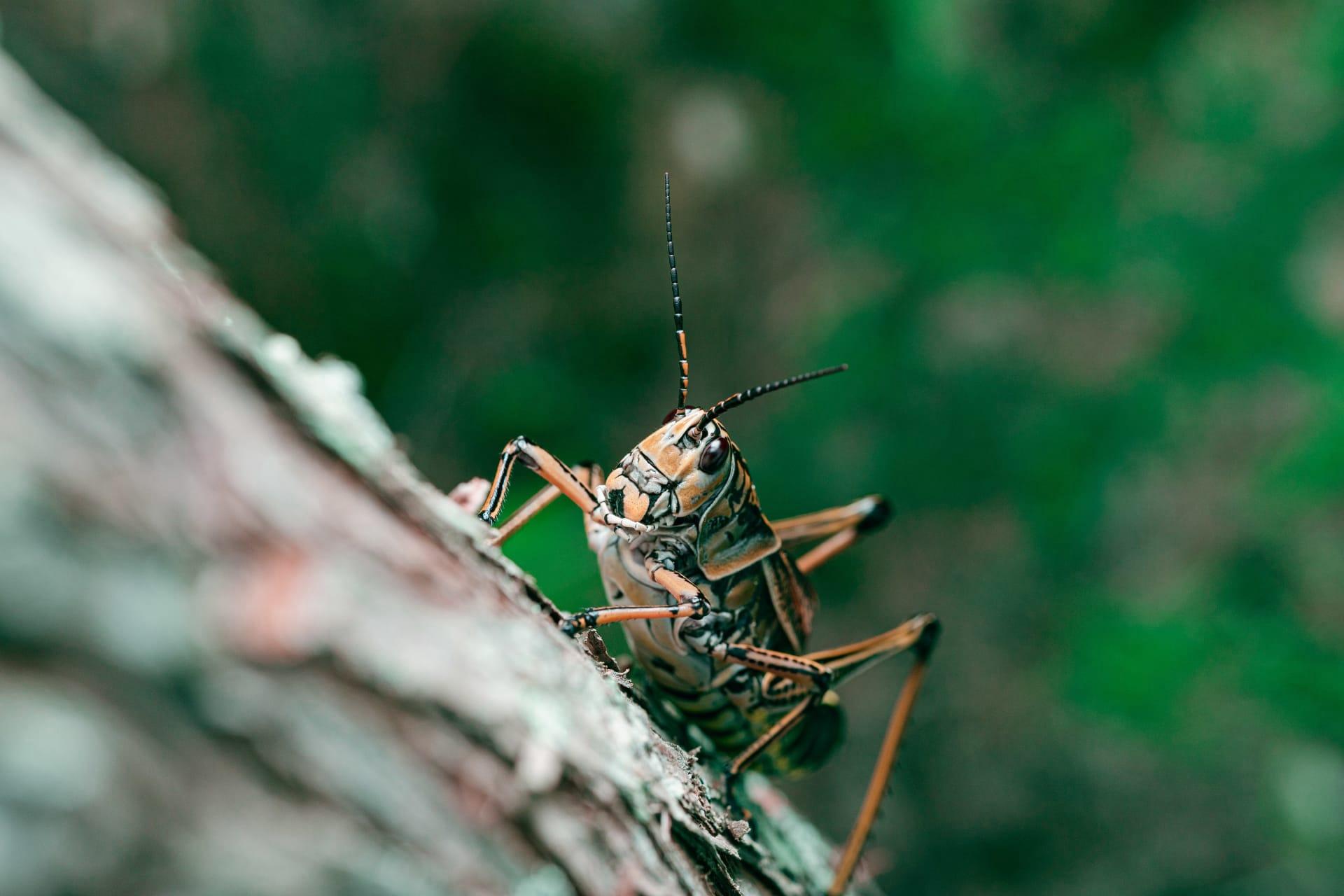 Lubber grasshopper pictures