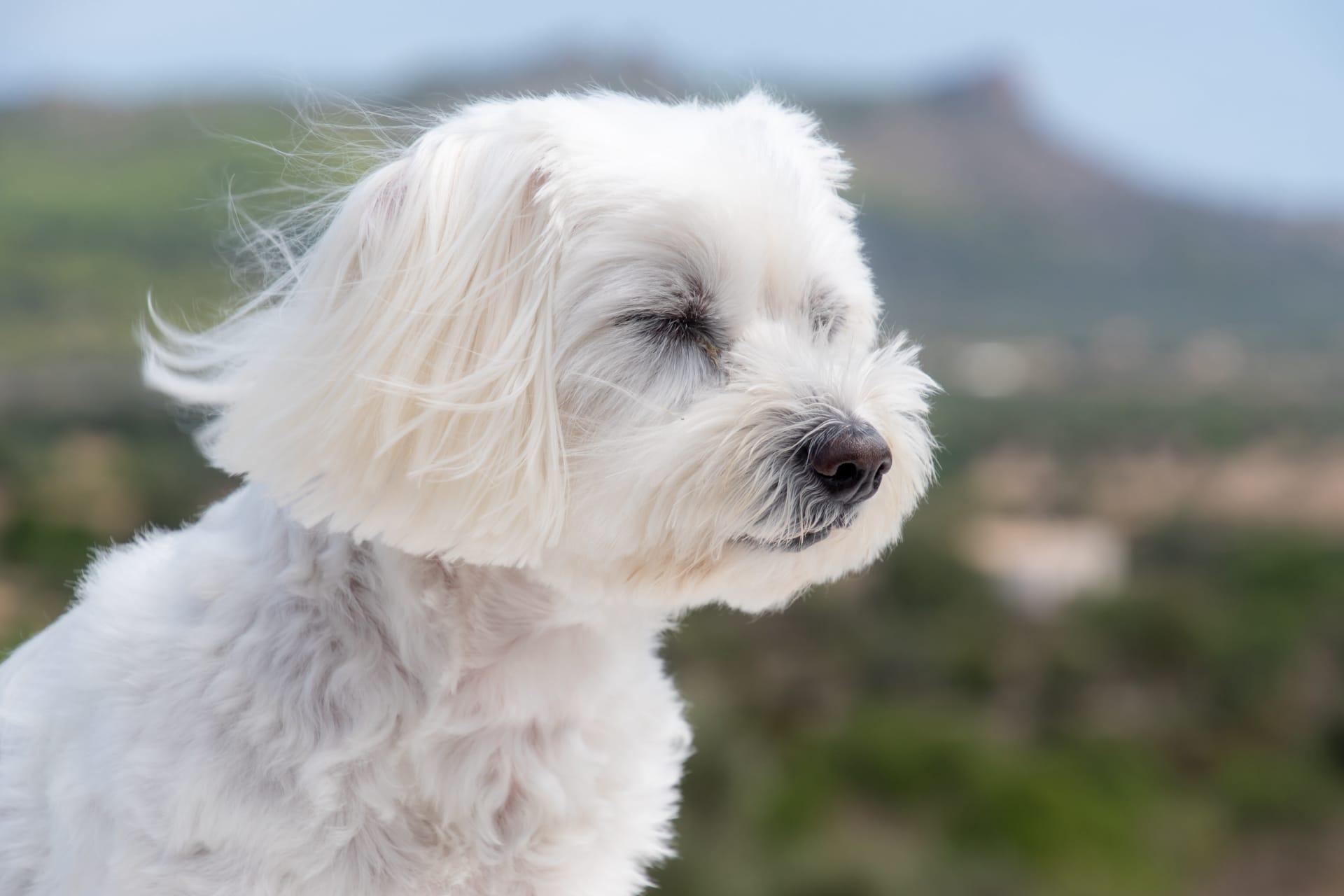 Maltese dogs pictures