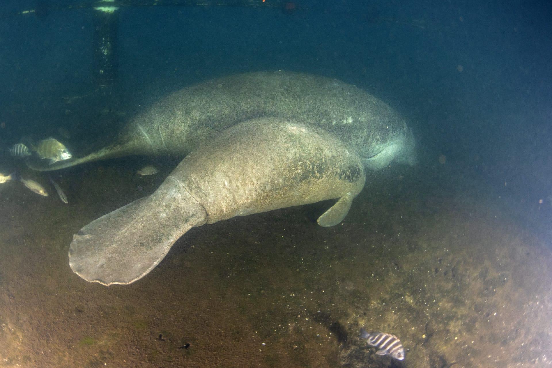 Manatee pictures